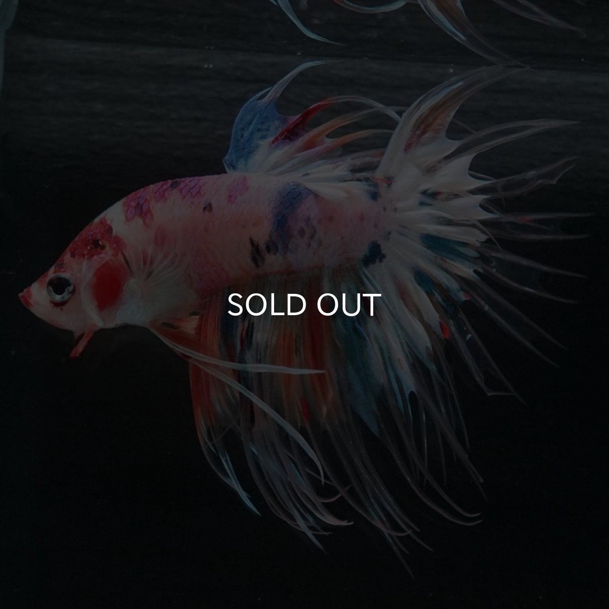 画像4: CT キャンディレインボー (4)