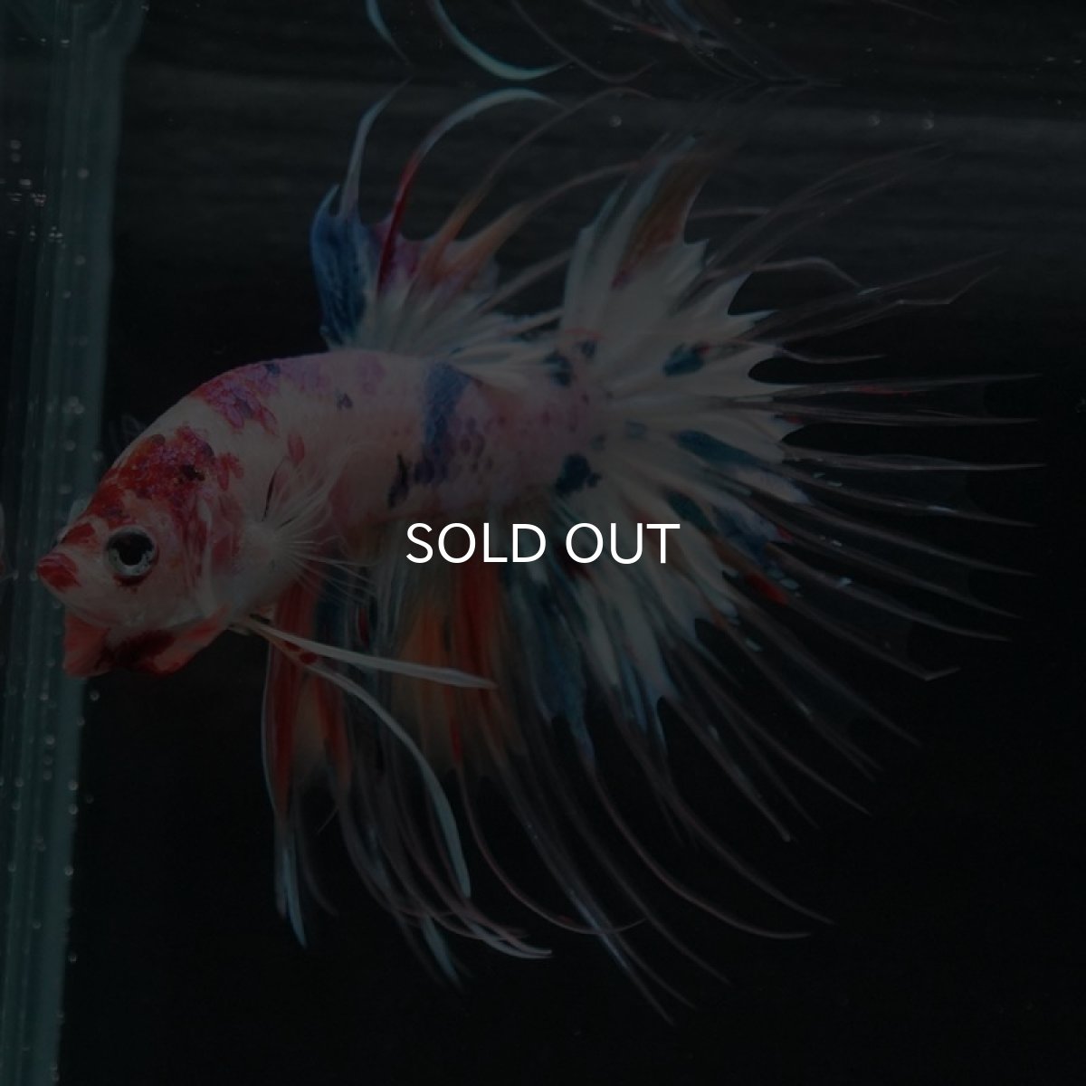 画像2: CT キャンディレインボー (2)