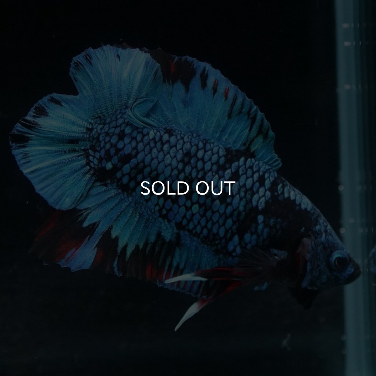 画像5: DTPK ブルーブラック (5)