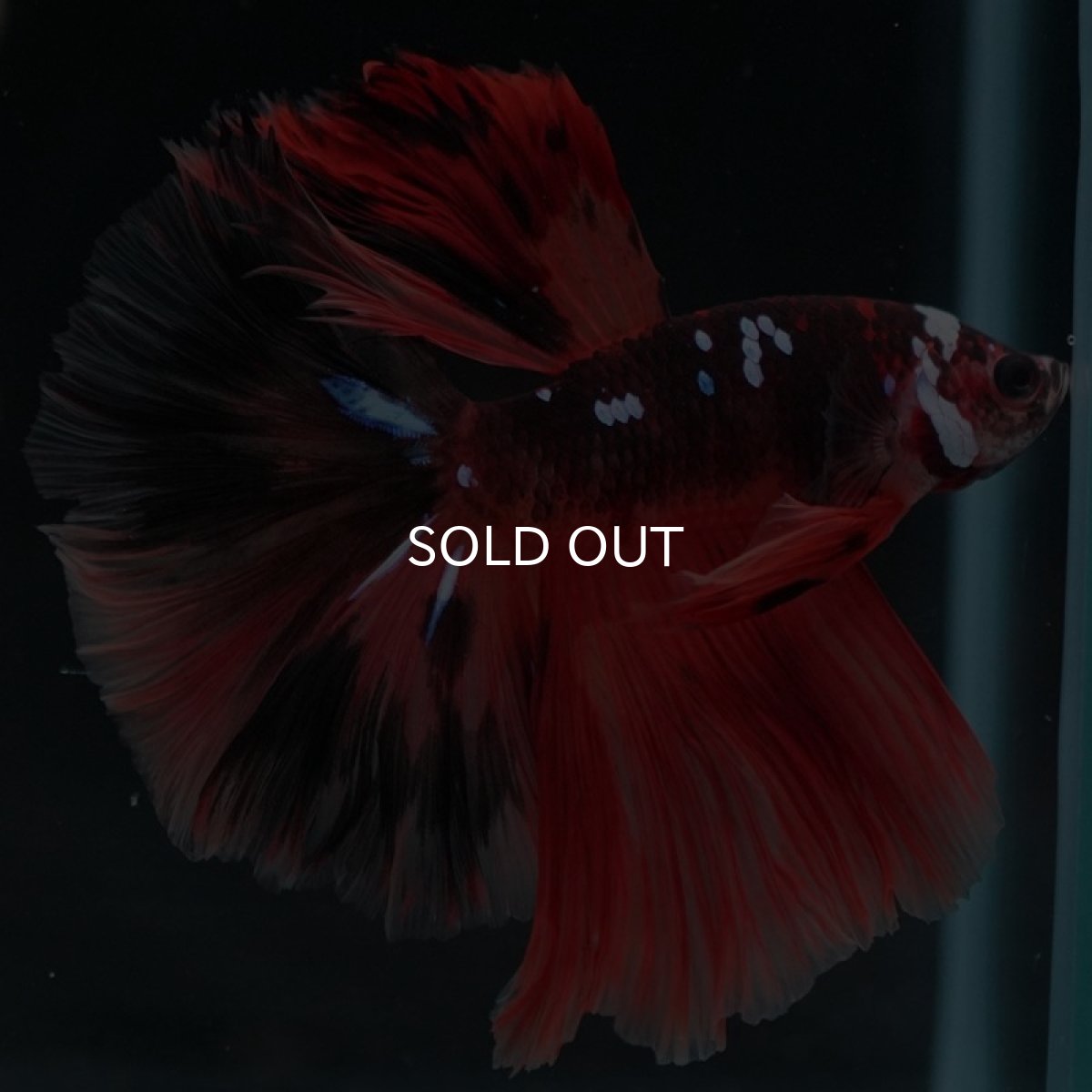 画像5: HM ブラックキャンディ (5)