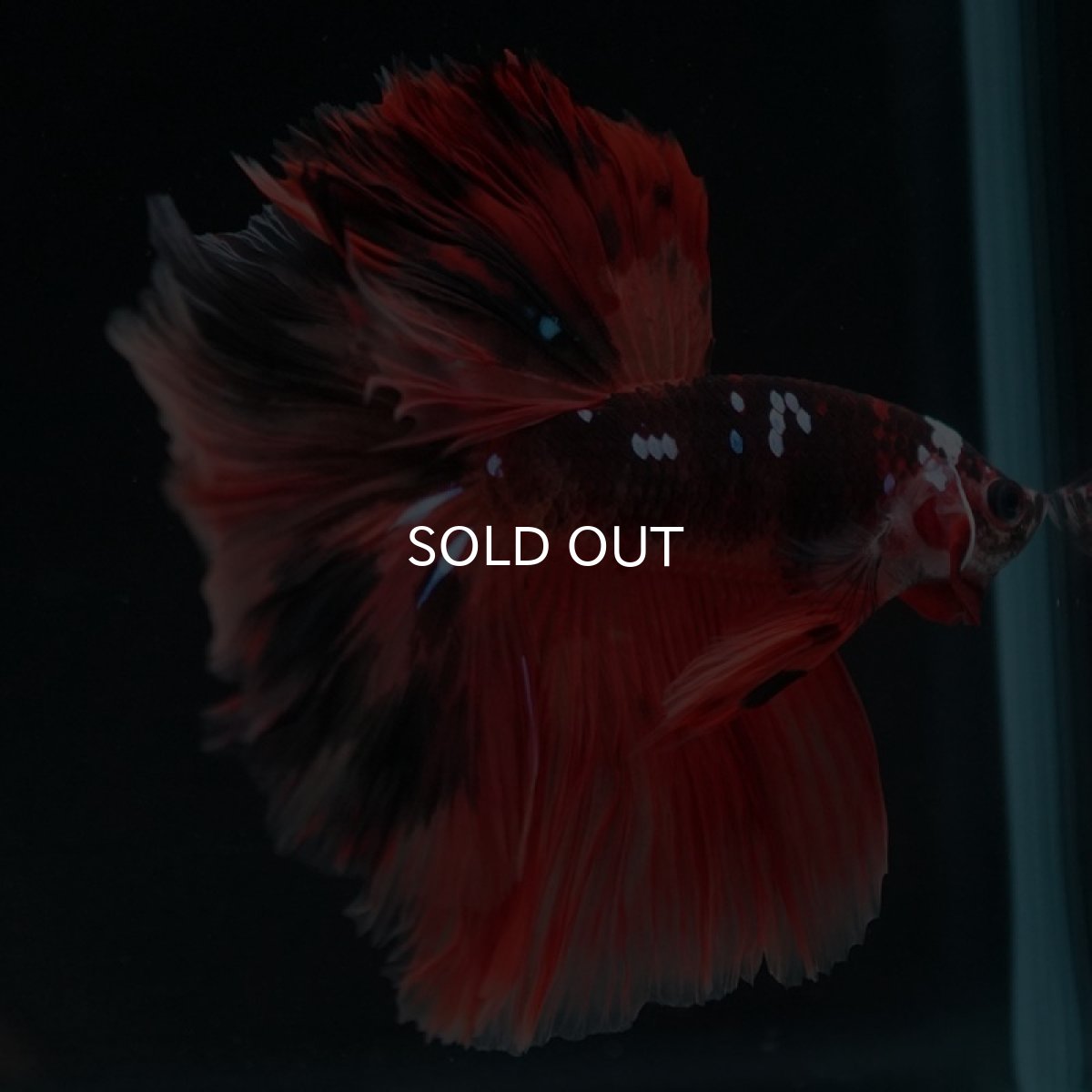 画像6: HM ブラックキャンディ (6)