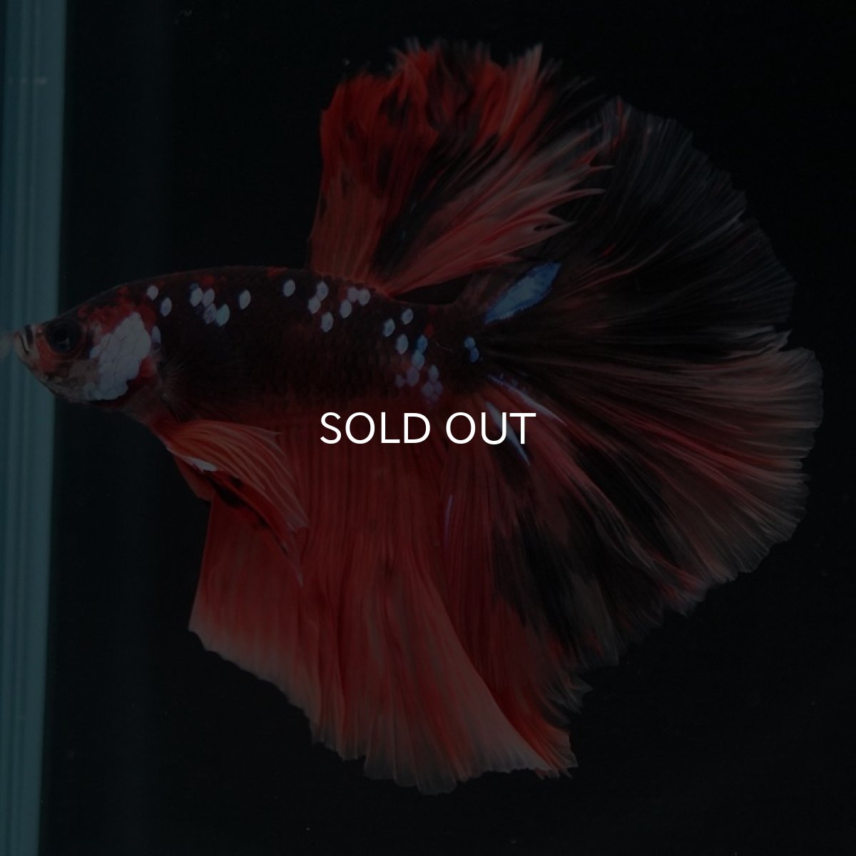 画像4: HM ブラックキャンディ (4)