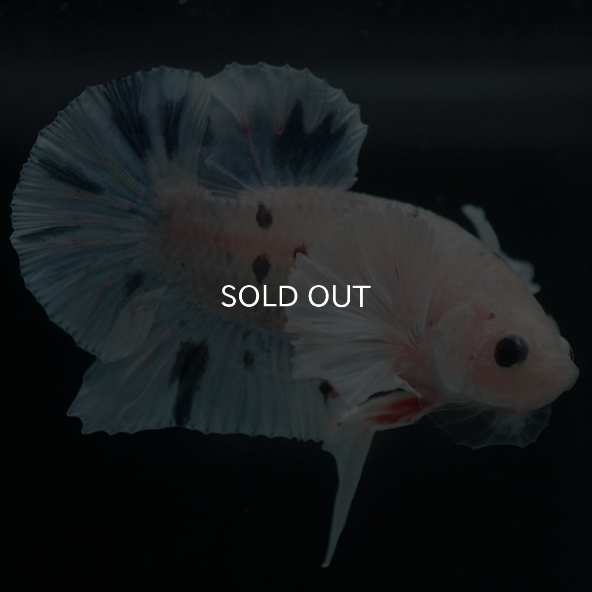 画像5: HMPKダンボ ホワイトブルーマーブル (5)