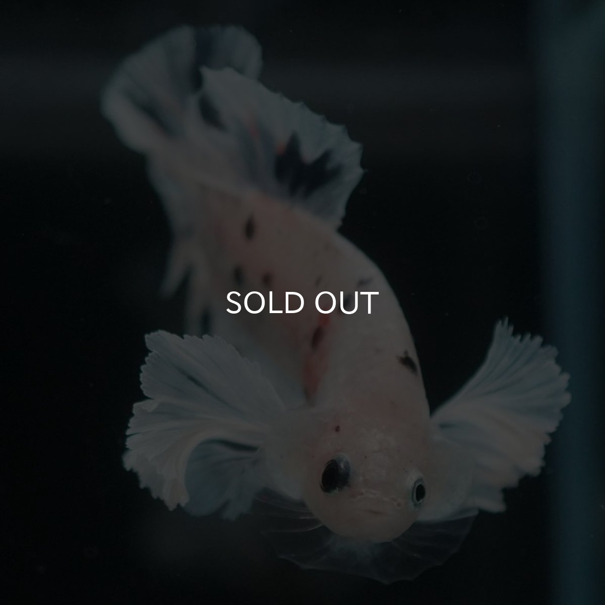 画像7: HMPKダンボ ホワイトブルーマーブル (7)