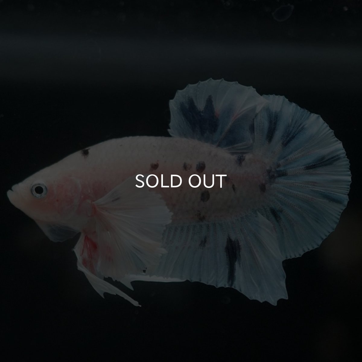 画像6: HMPKダンボ ホワイトブルーマーブル (6)