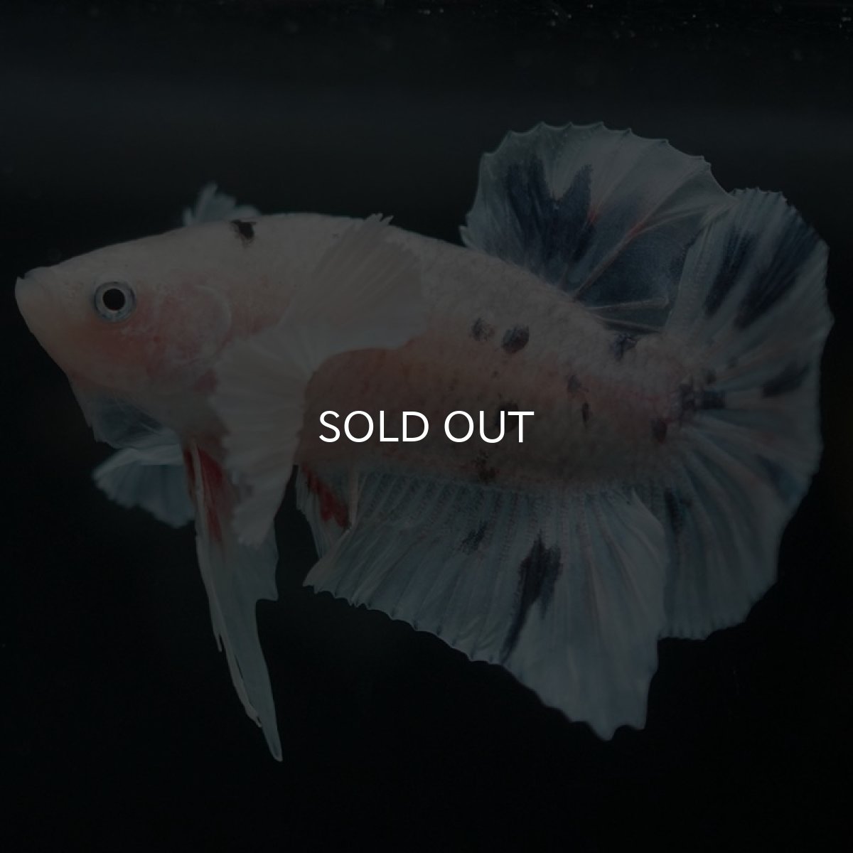 画像4: HMPKダンボ ホワイトブルーマーブル (4)