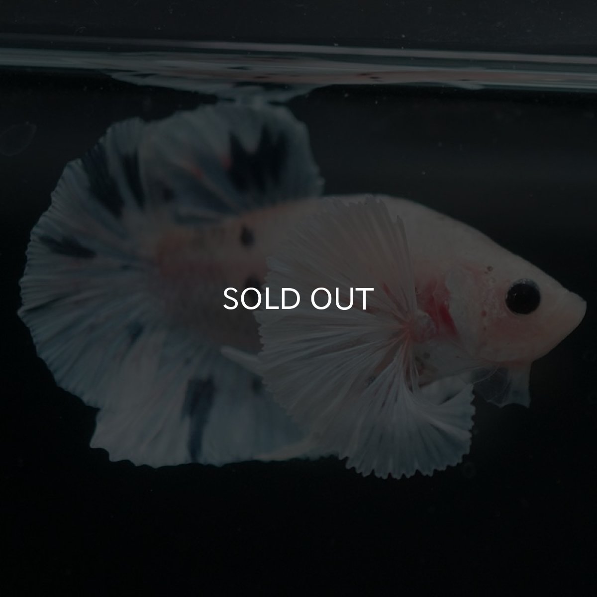 画像3: HMPKダンボ ホワイトブルーマーブル (3)