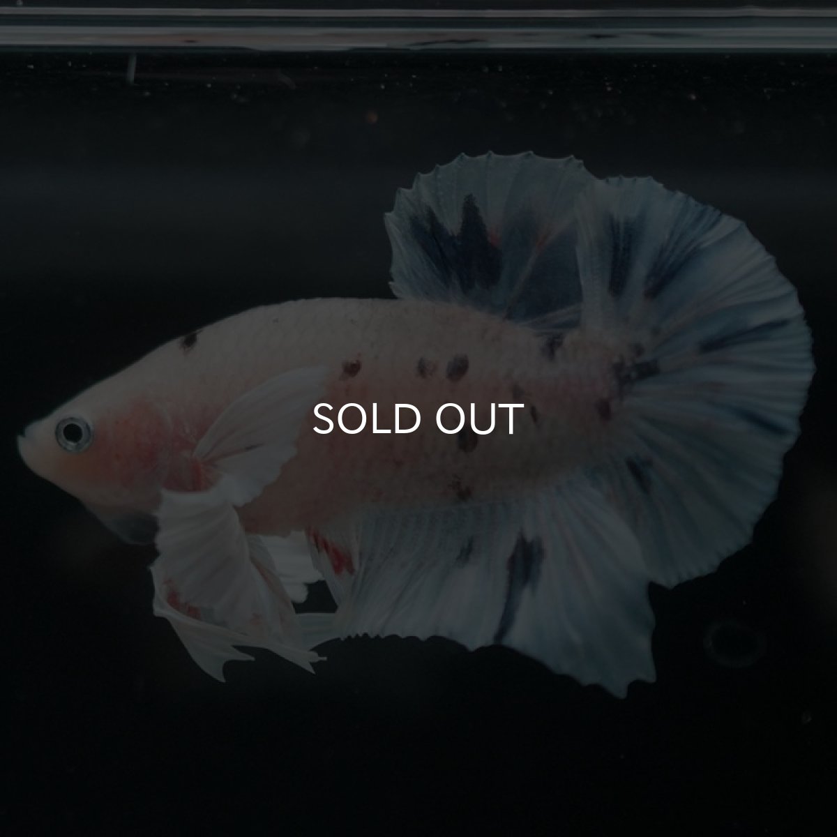 画像2: HMPKダンボ ホワイトブルーマーブル (2)