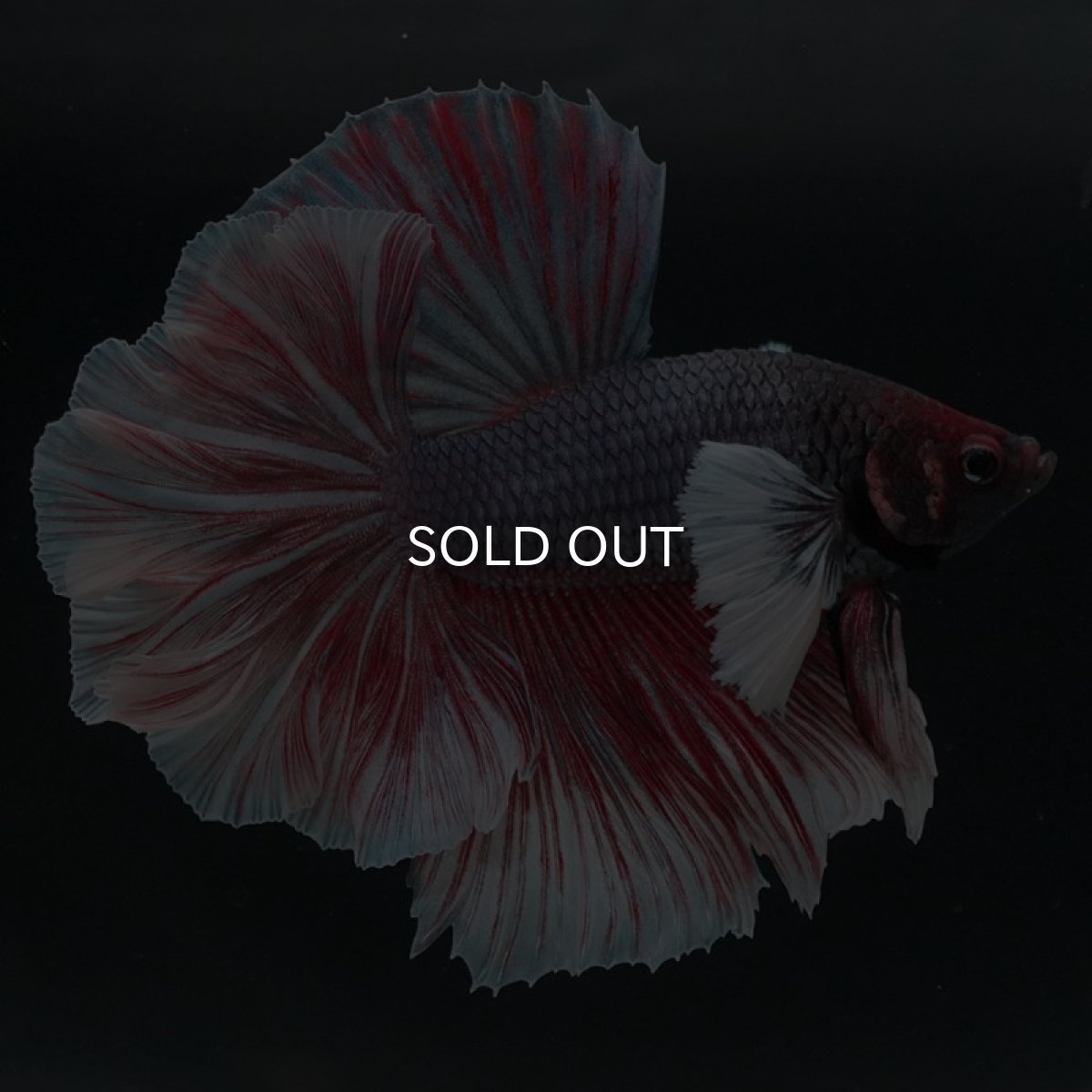 画像7: HMダンボ　ファンシーレッド　ローズテール (7)