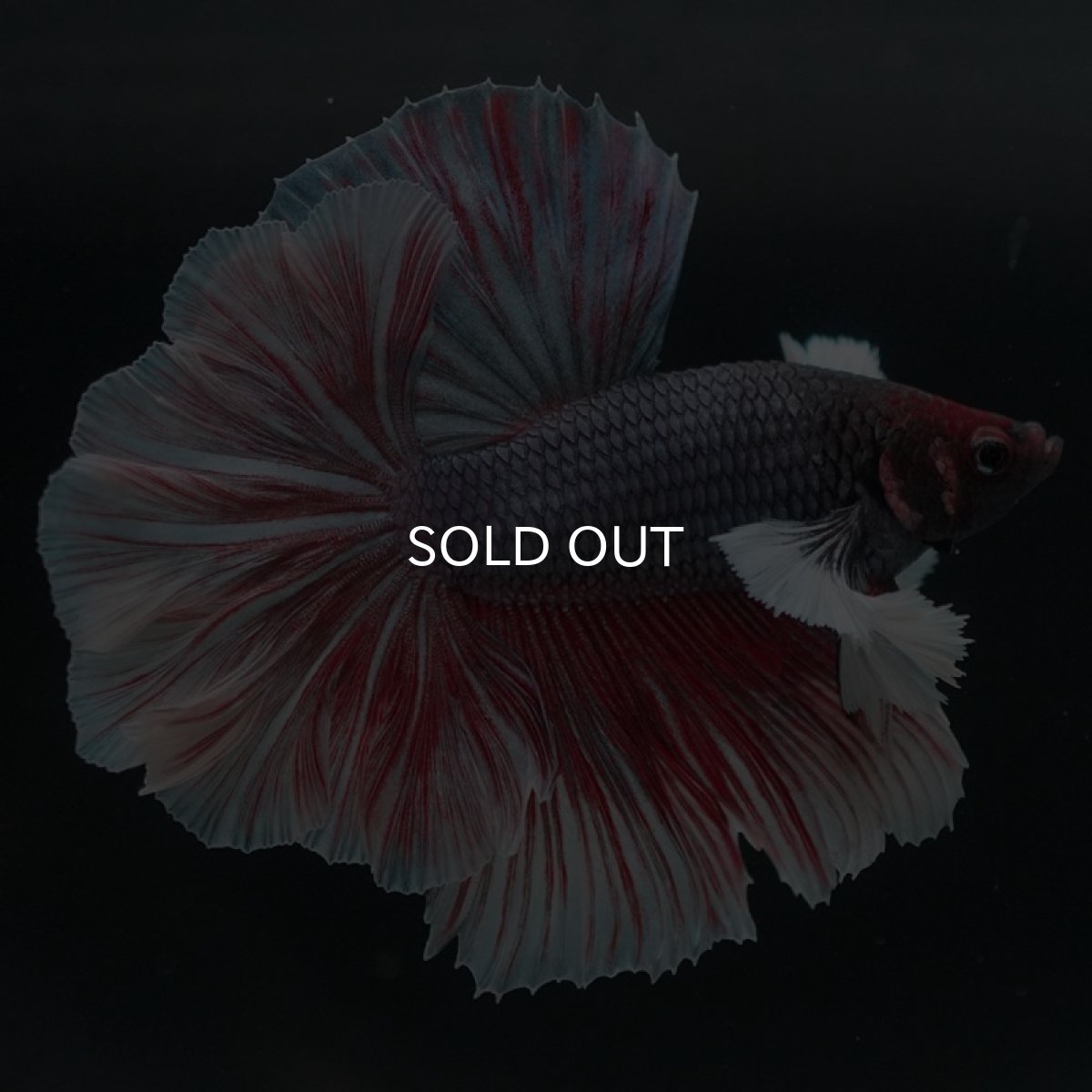 画像5: HMダンボ　ファンシーレッド　ローズテール (5)