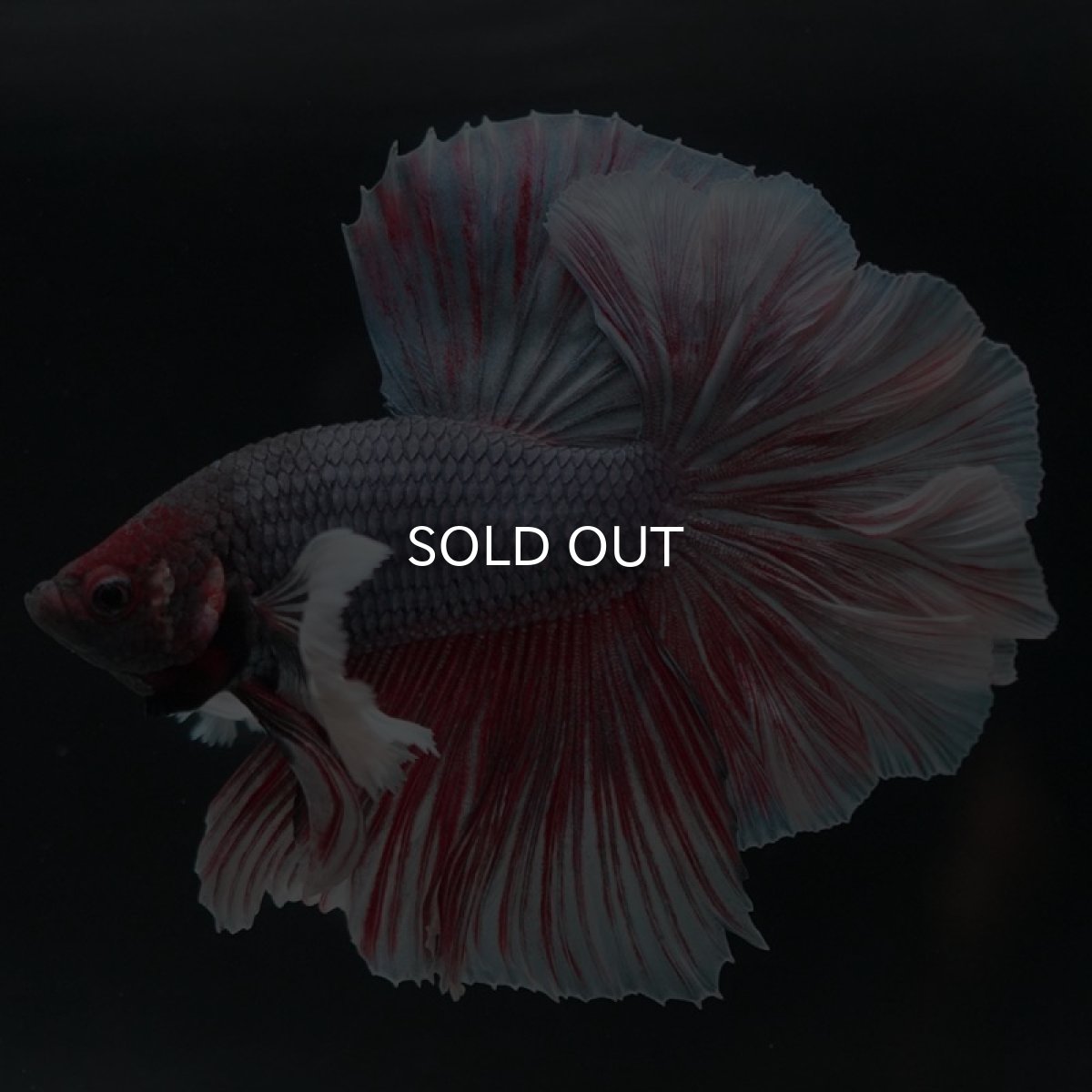 画像8: HMダンボ　ファンシーレッド　ローズテール (8)