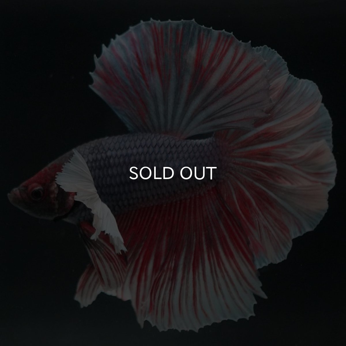 画像6: HMダンボ　ファンシーレッド　ローズテール (6)