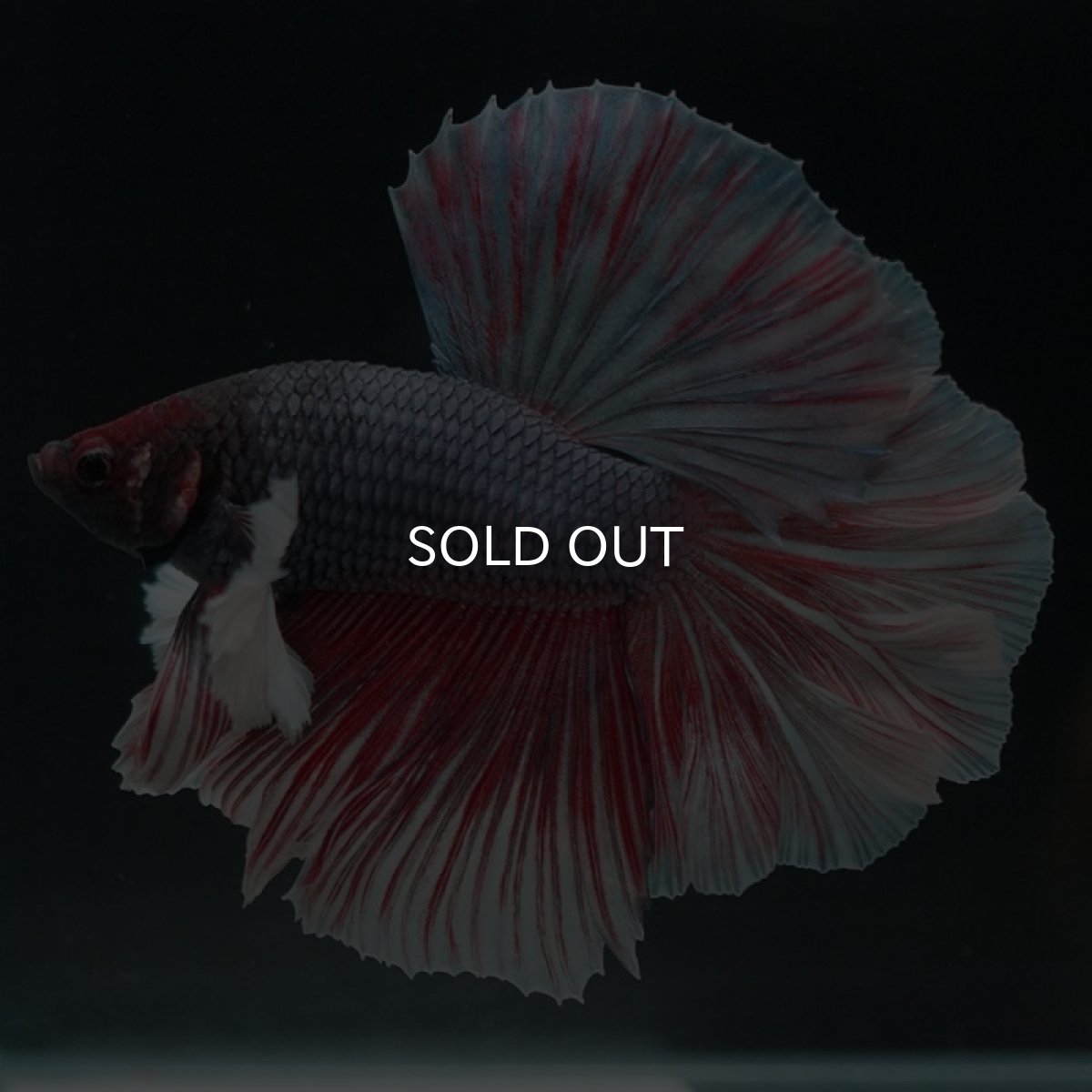 画像4: HMダンボ　ファンシーレッド　ローズテール (4)