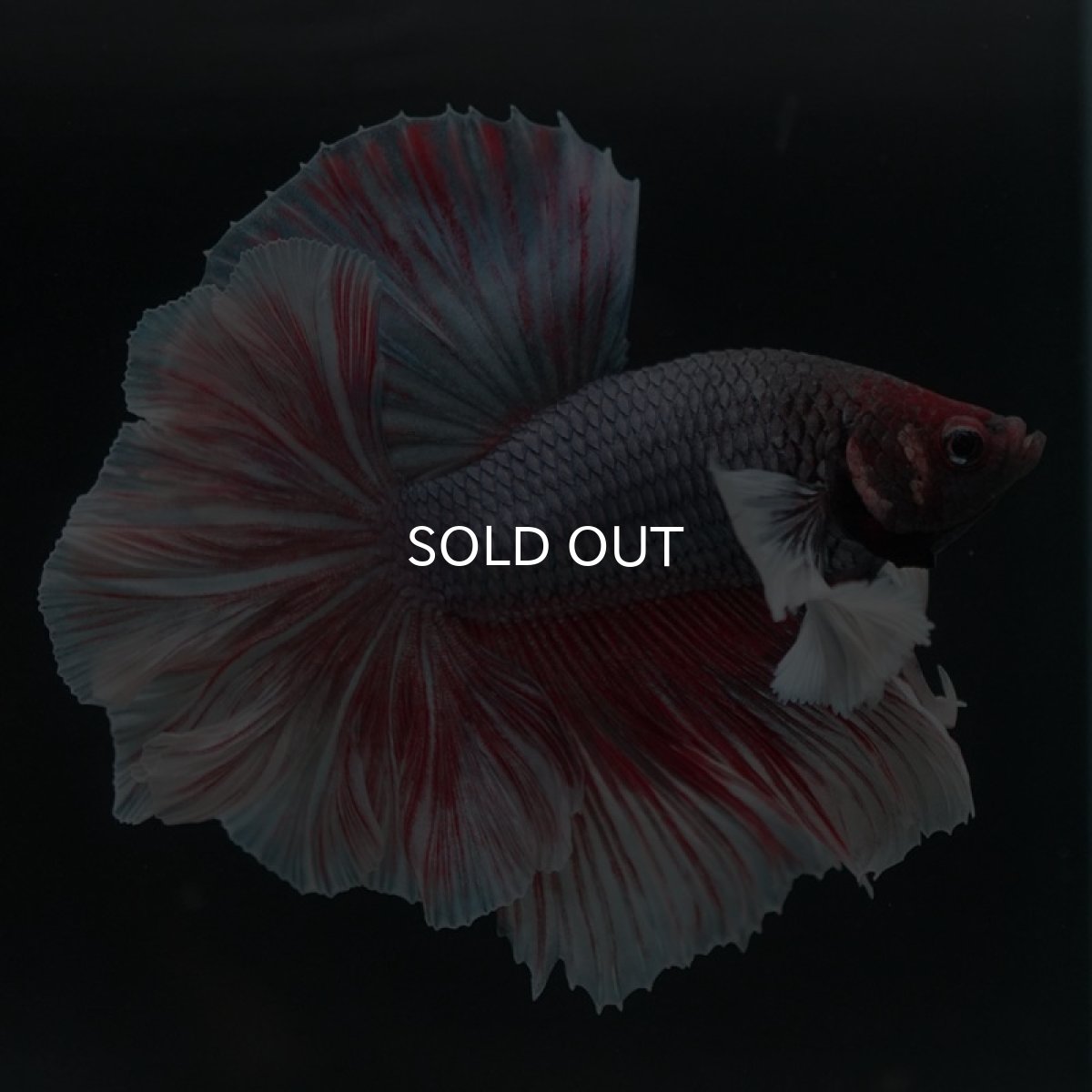 画像3: HMダンボ　ファンシーレッド　ローズテール (3)