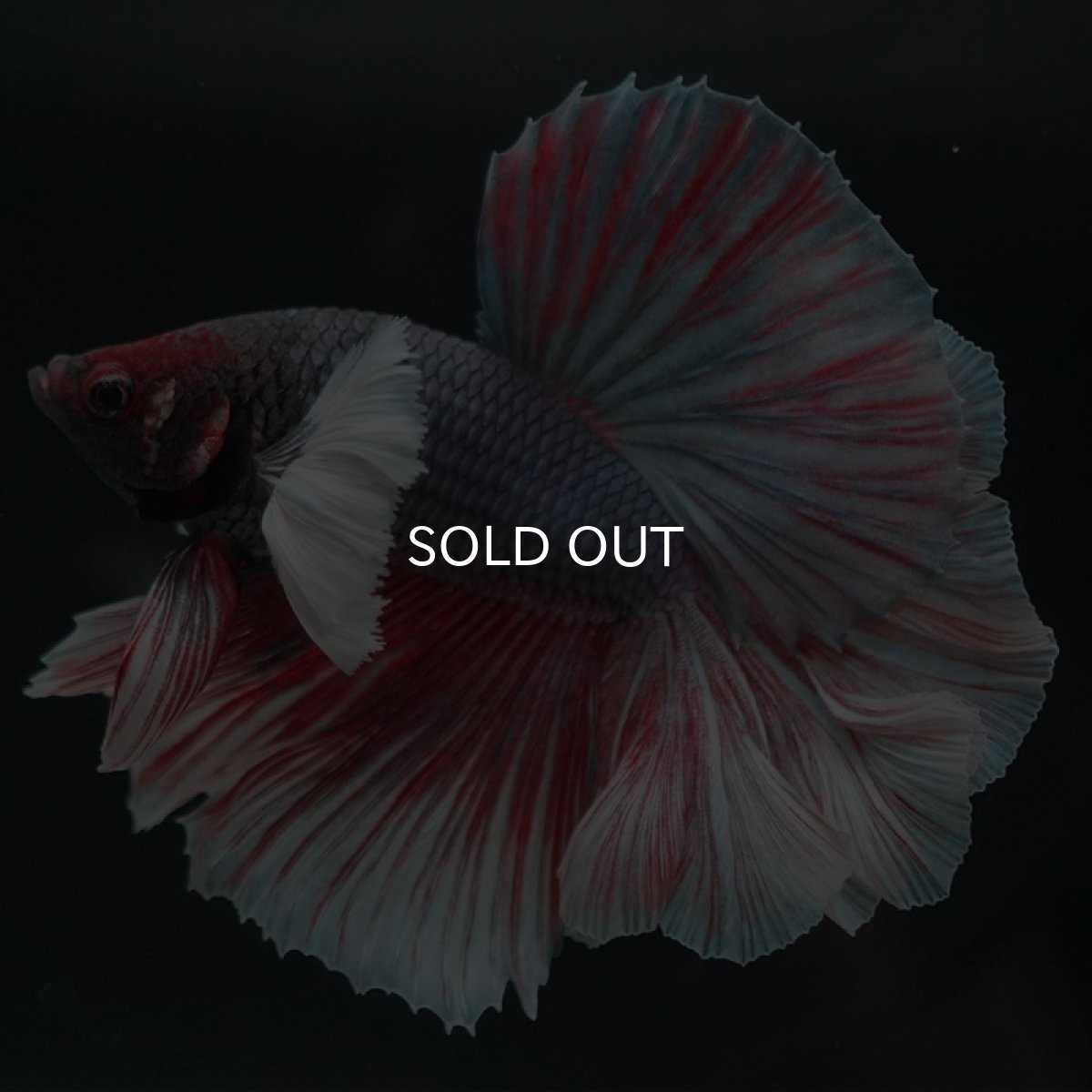 画像2: HMダンボ　ファンシーレッド　ローズテール (2)