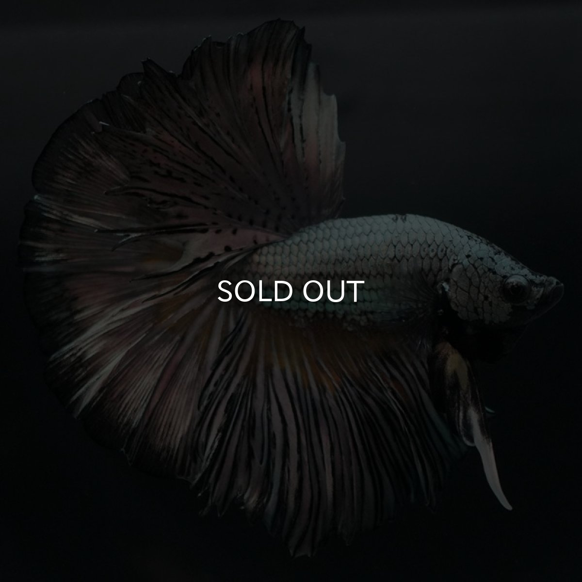 画像5: HM イエローカッパー (5)