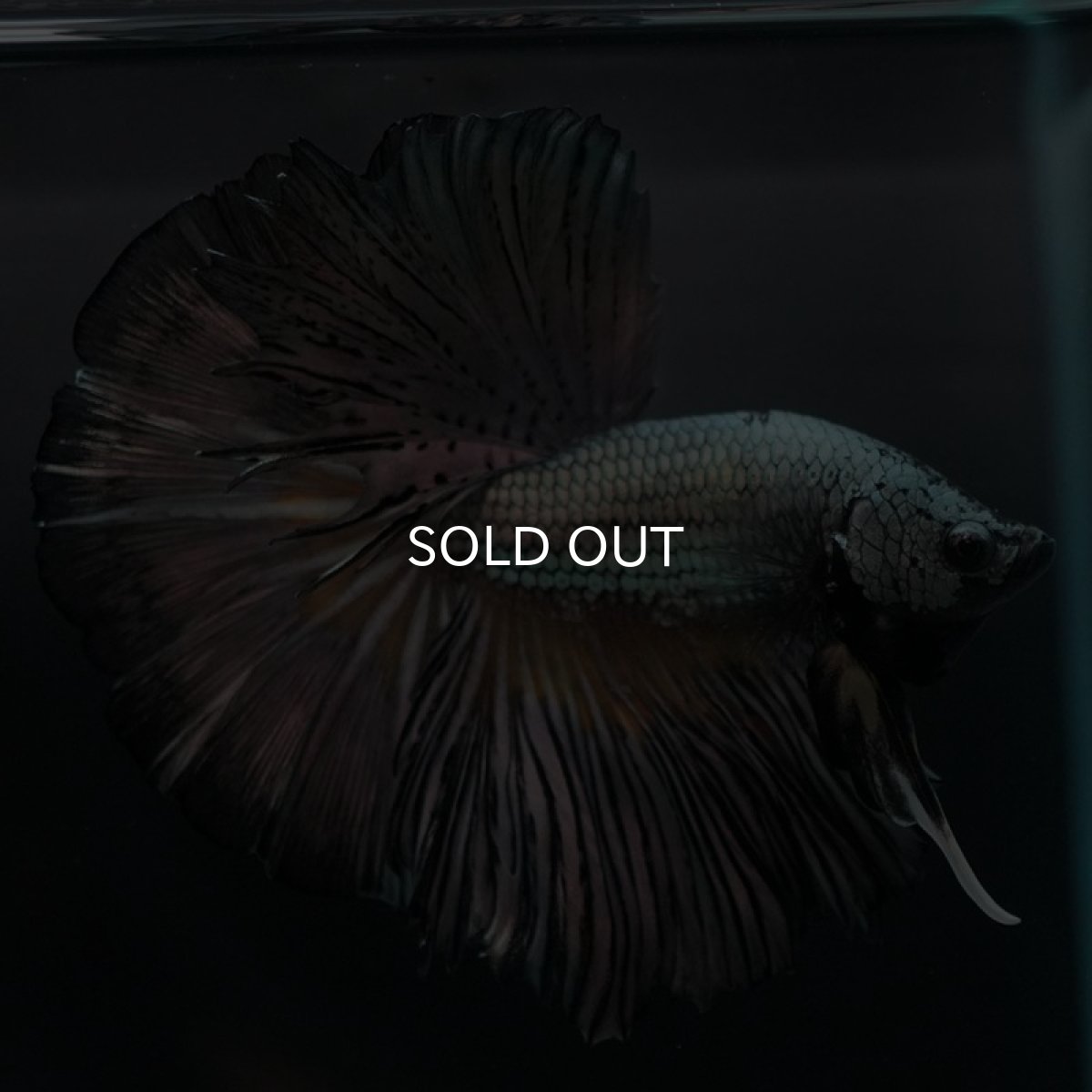 画像8: HM イエローカッパー (8)