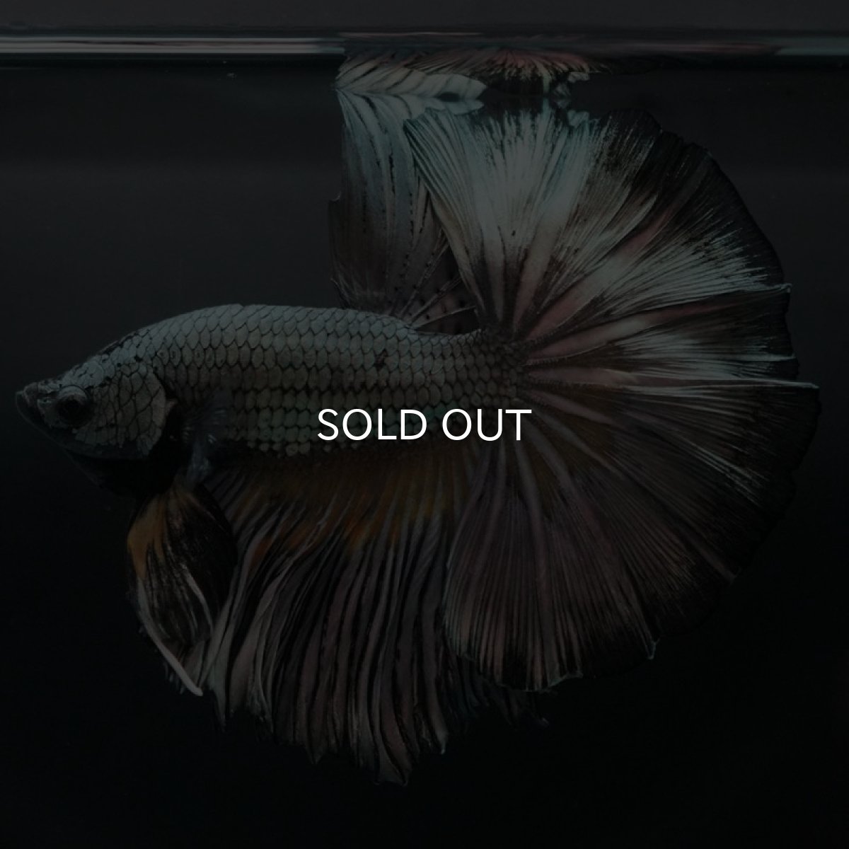 画像9: HM イエローカッパー (9)