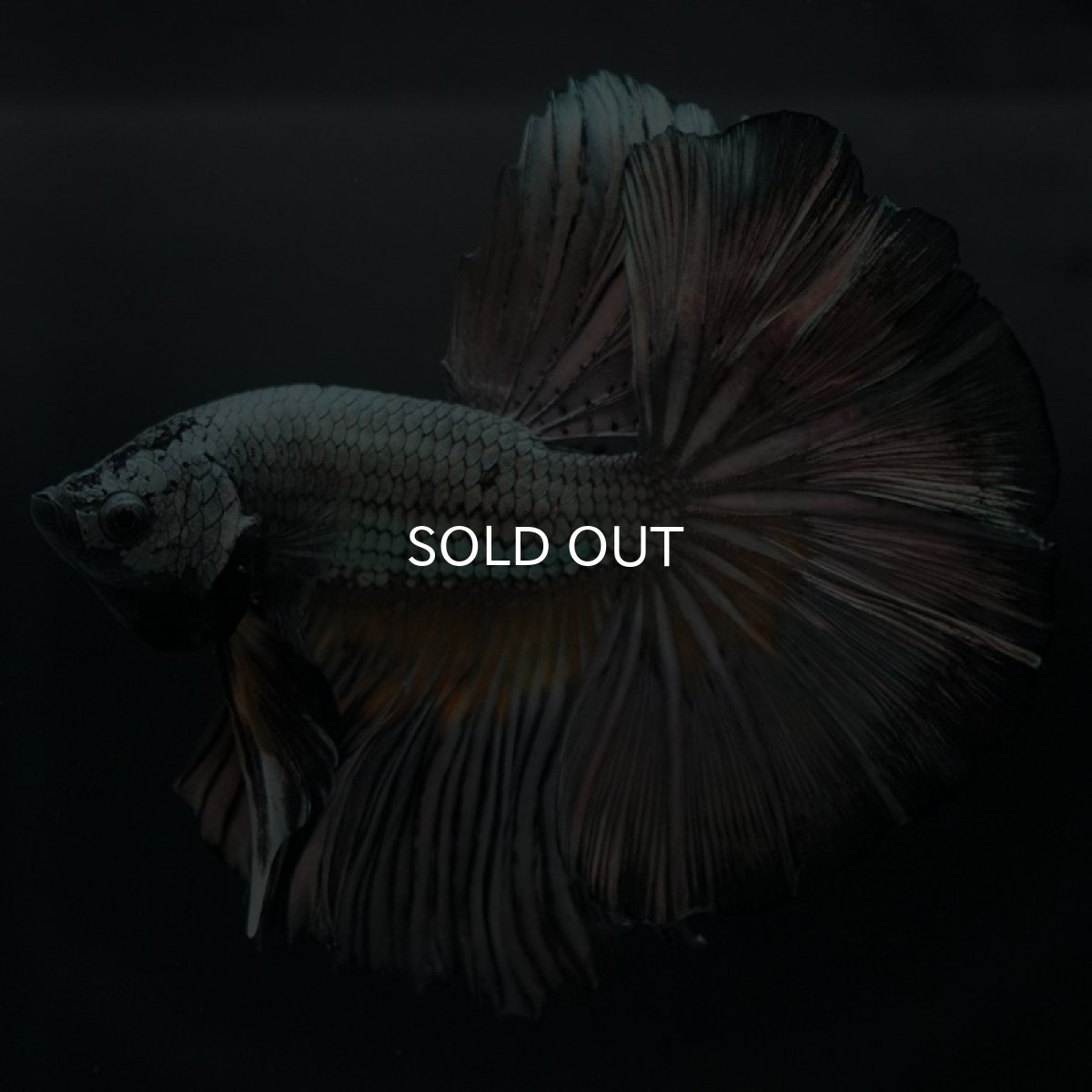 画像7: HM イエローカッパー (7)