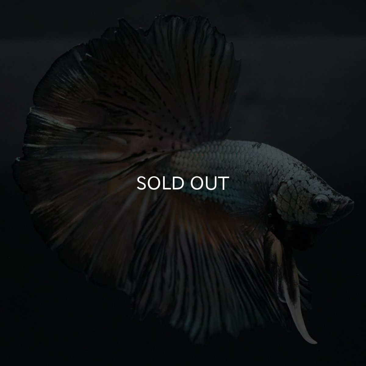 画像3: HM イエローカッパー (3)