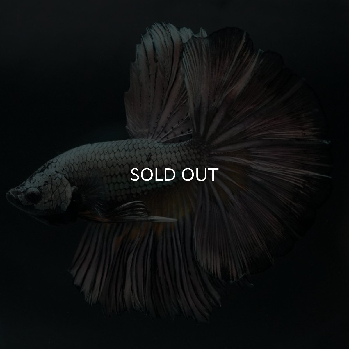 画像6: HM イエローカッパー (6)