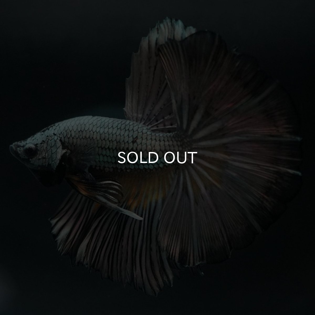 画像4: HM イエローカッパー (4)