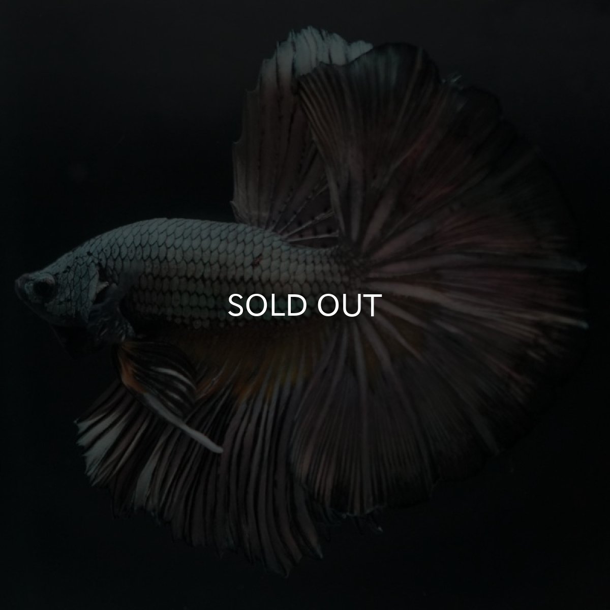 画像2: HM イエローカッパー (2)