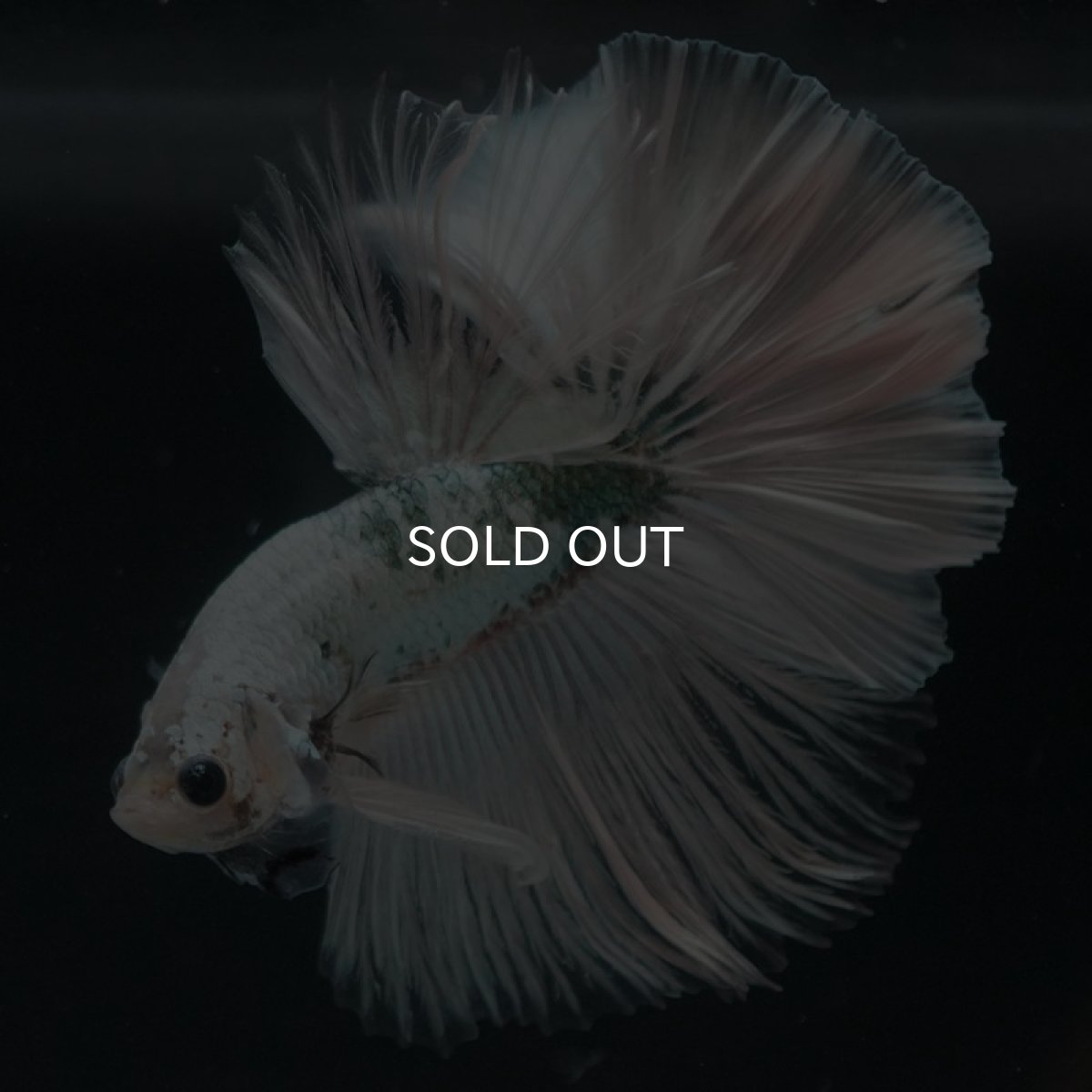 画像6: HM ホワイトカッパー (6)