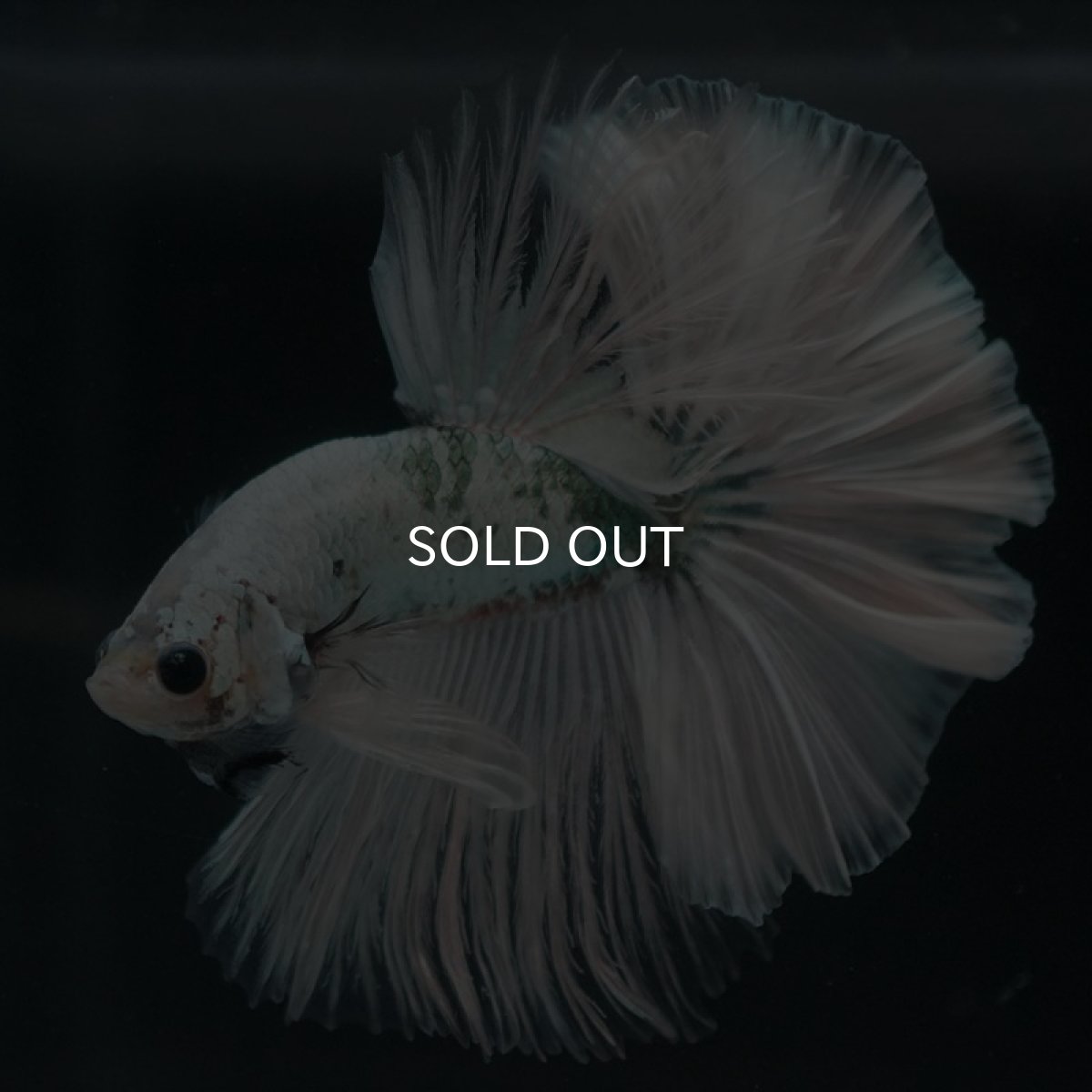 画像2: HM ホワイトカッパー (2)