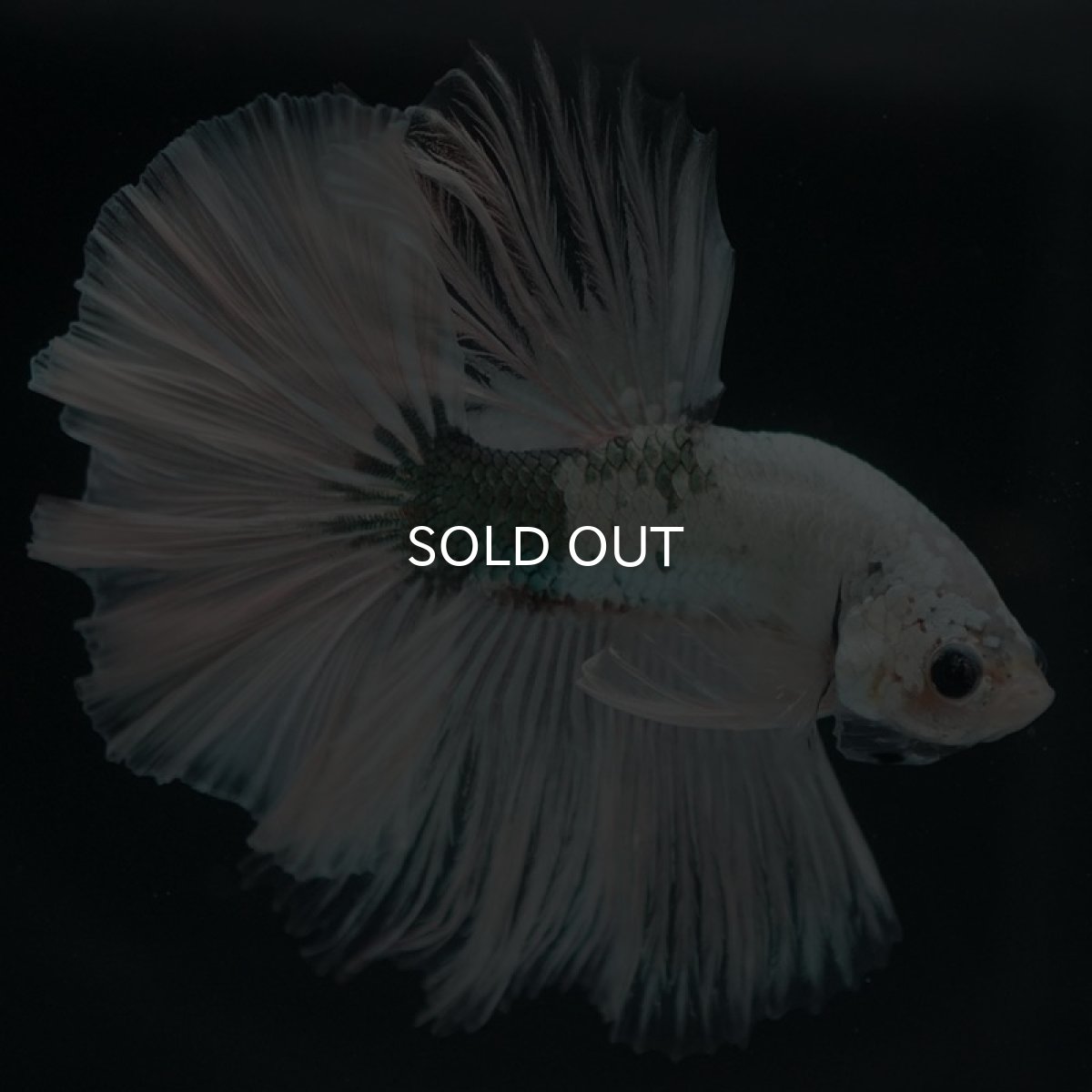 画像7: HM ホワイトカッパー (7)