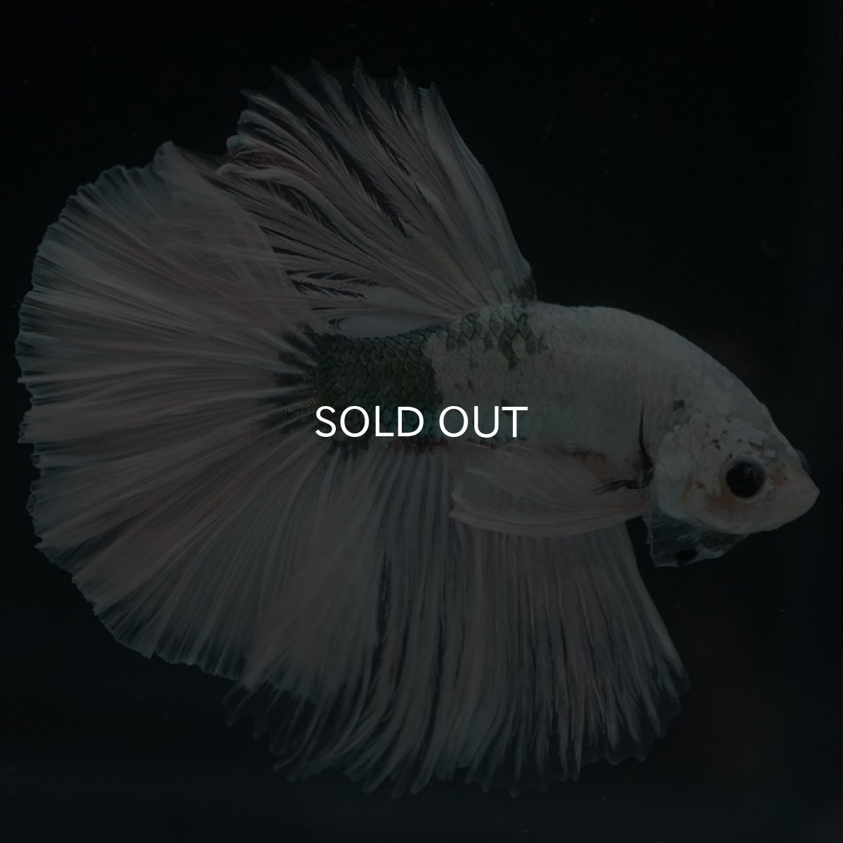 画像5: HM ホワイトカッパー (5)