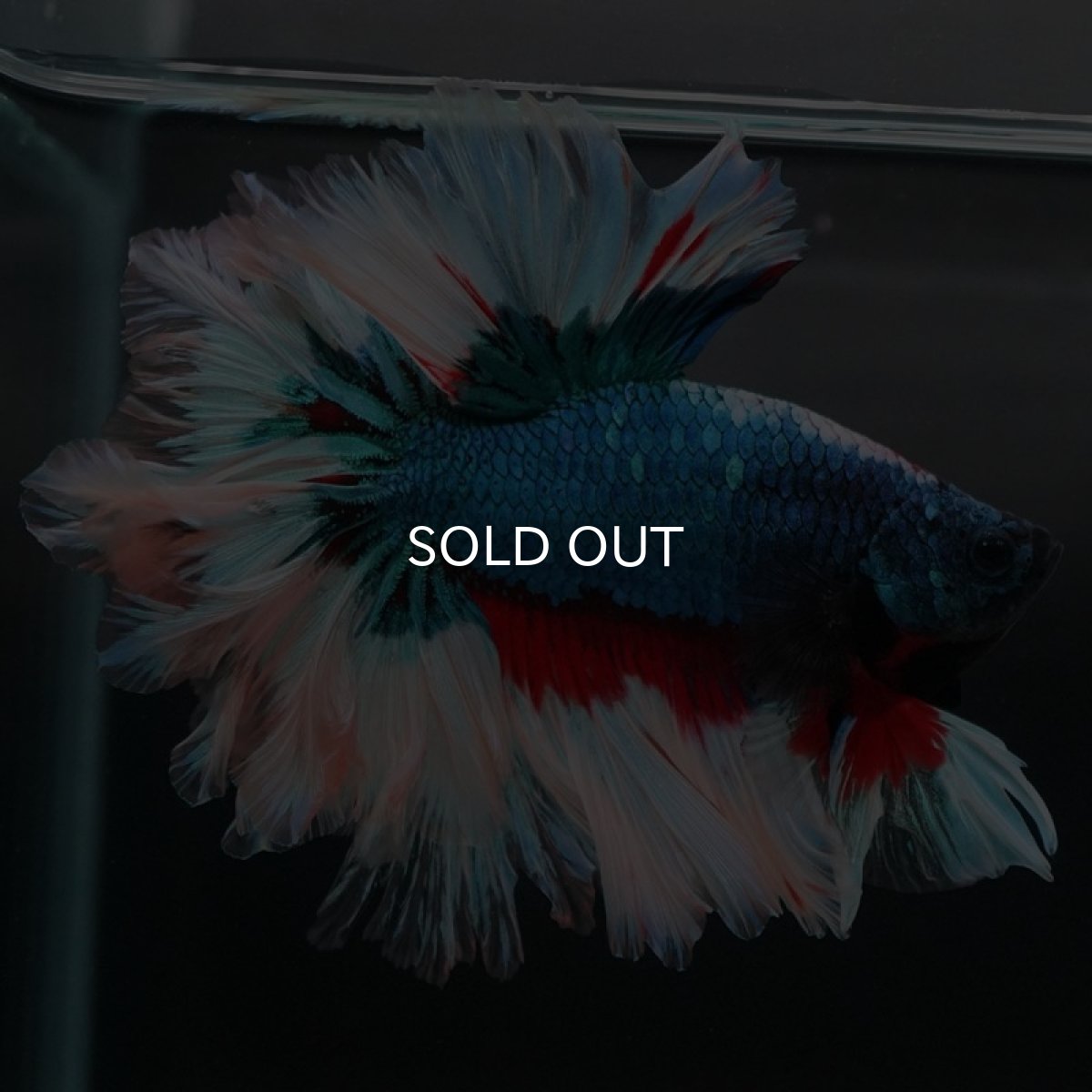 画像5: HM ブルーファンシー フェザーテール (5)