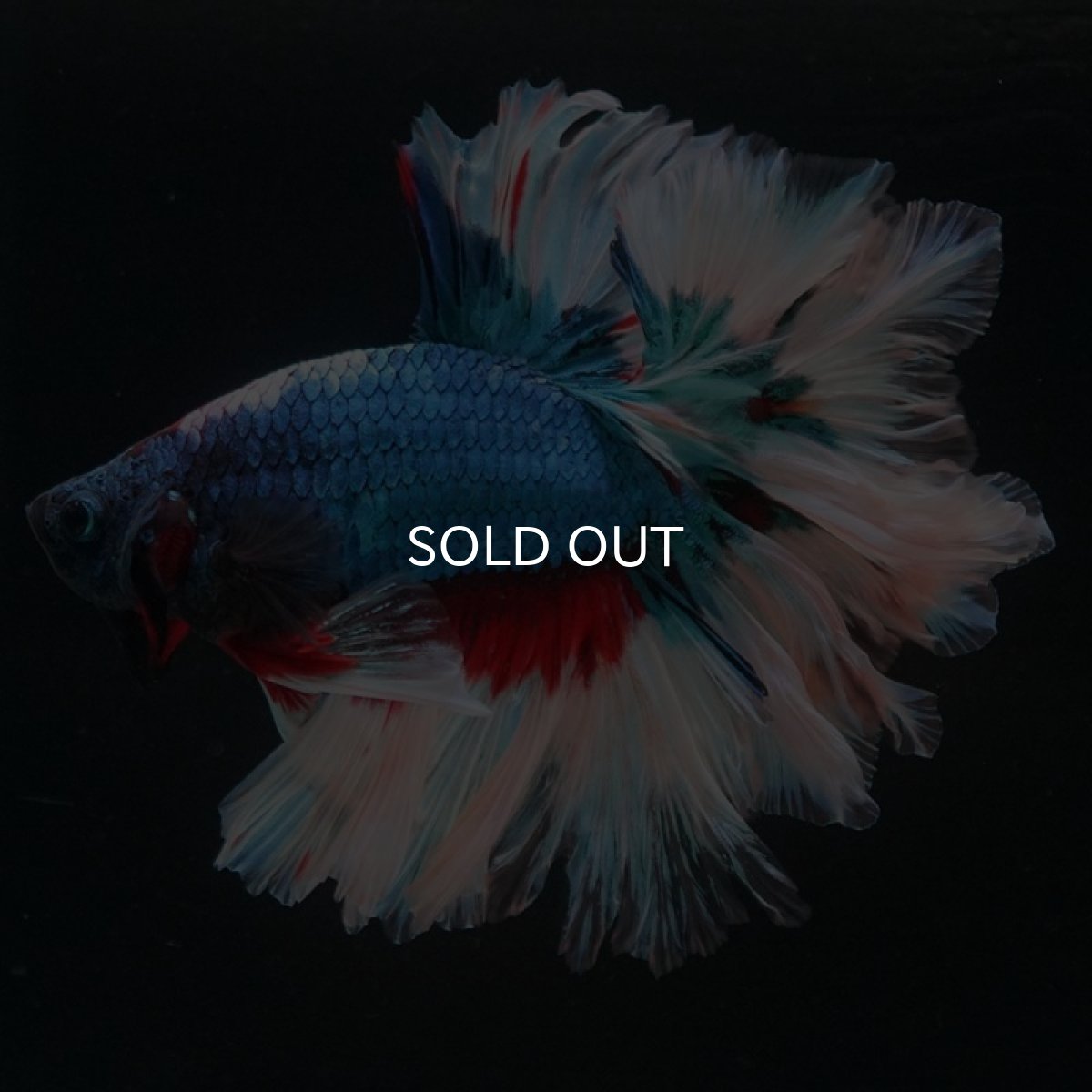 画像7: HM ブルーファンシー フェザーテール (7)