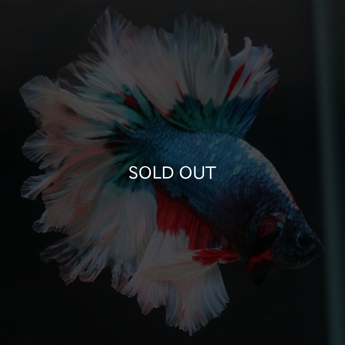 画像2: HM ブルーファンシー フェザーテール (2)