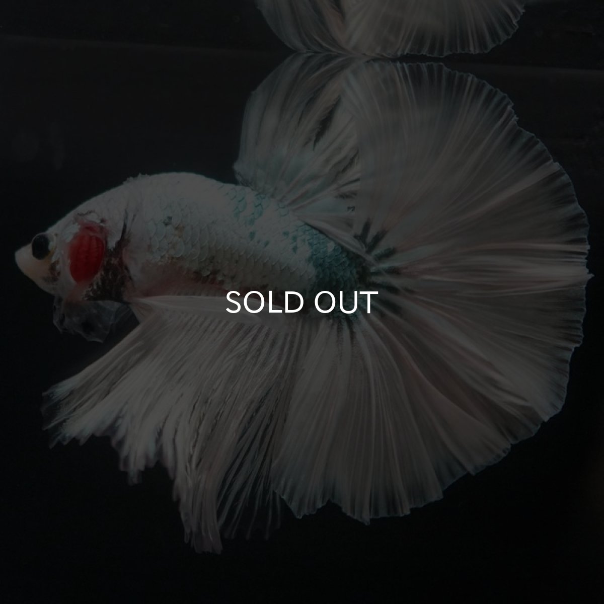 画像4: HM ホワイトカッパー (4)