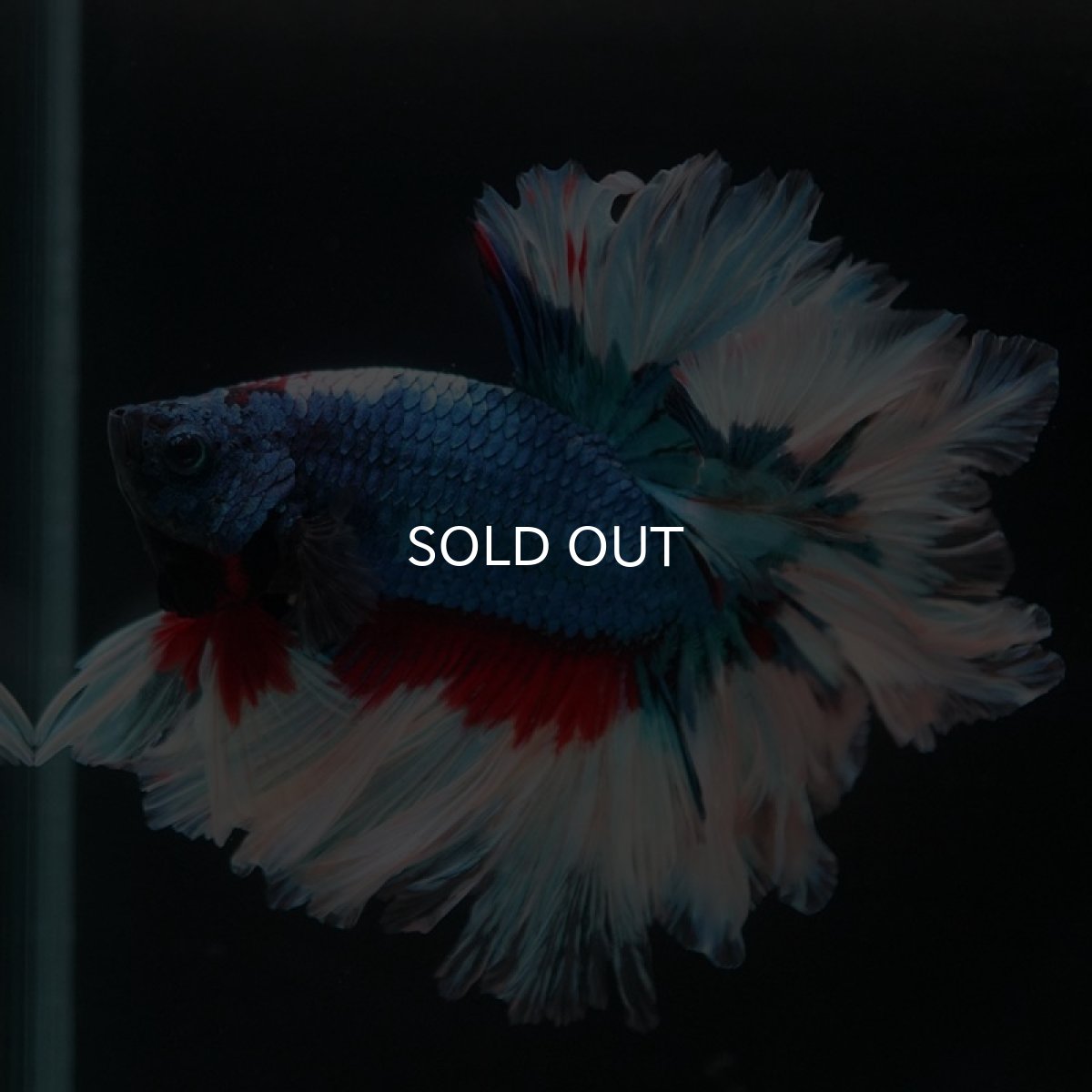 画像6: HM ブルーファンシー フェザーテール (6)