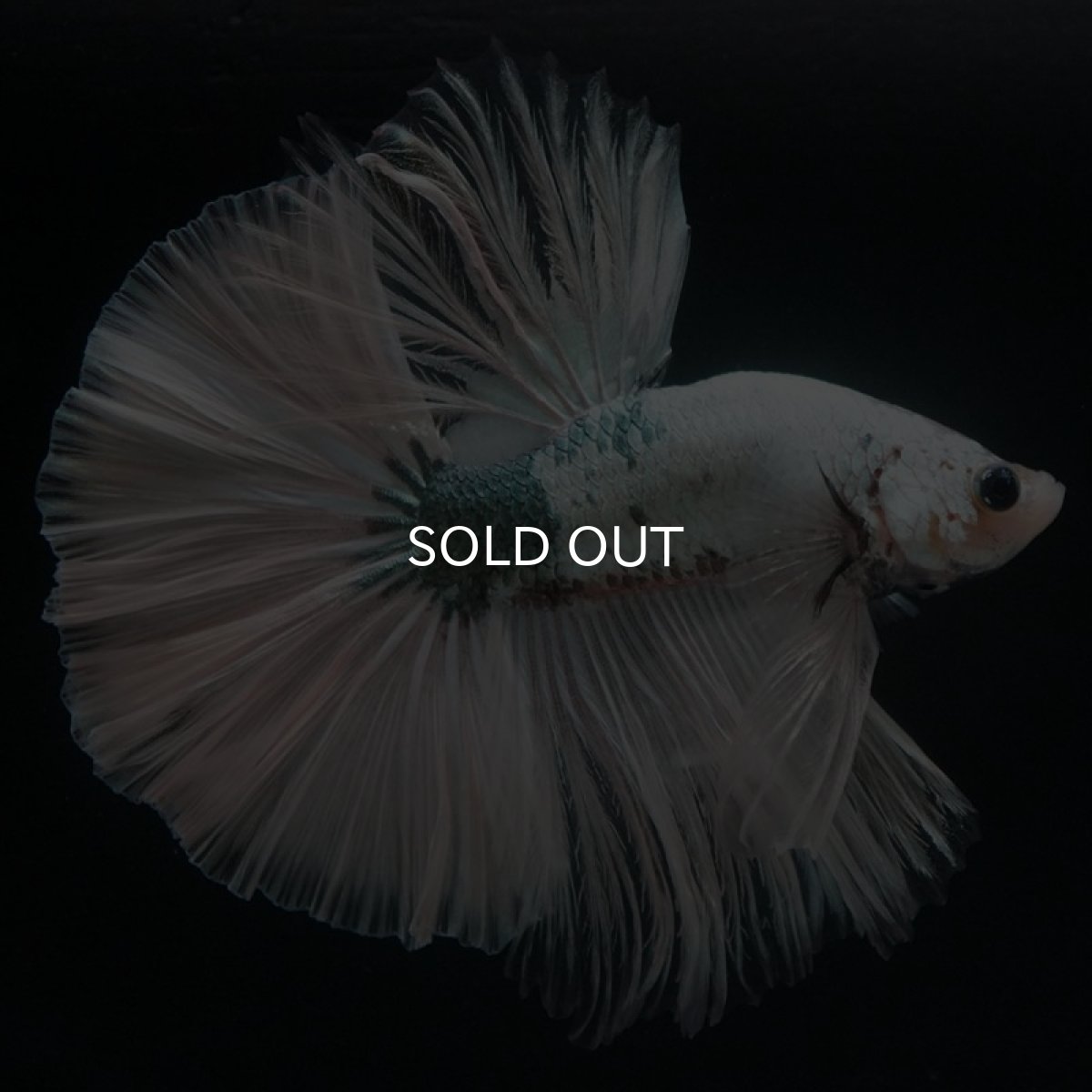 画像3: HM ホワイトカッパー (3)