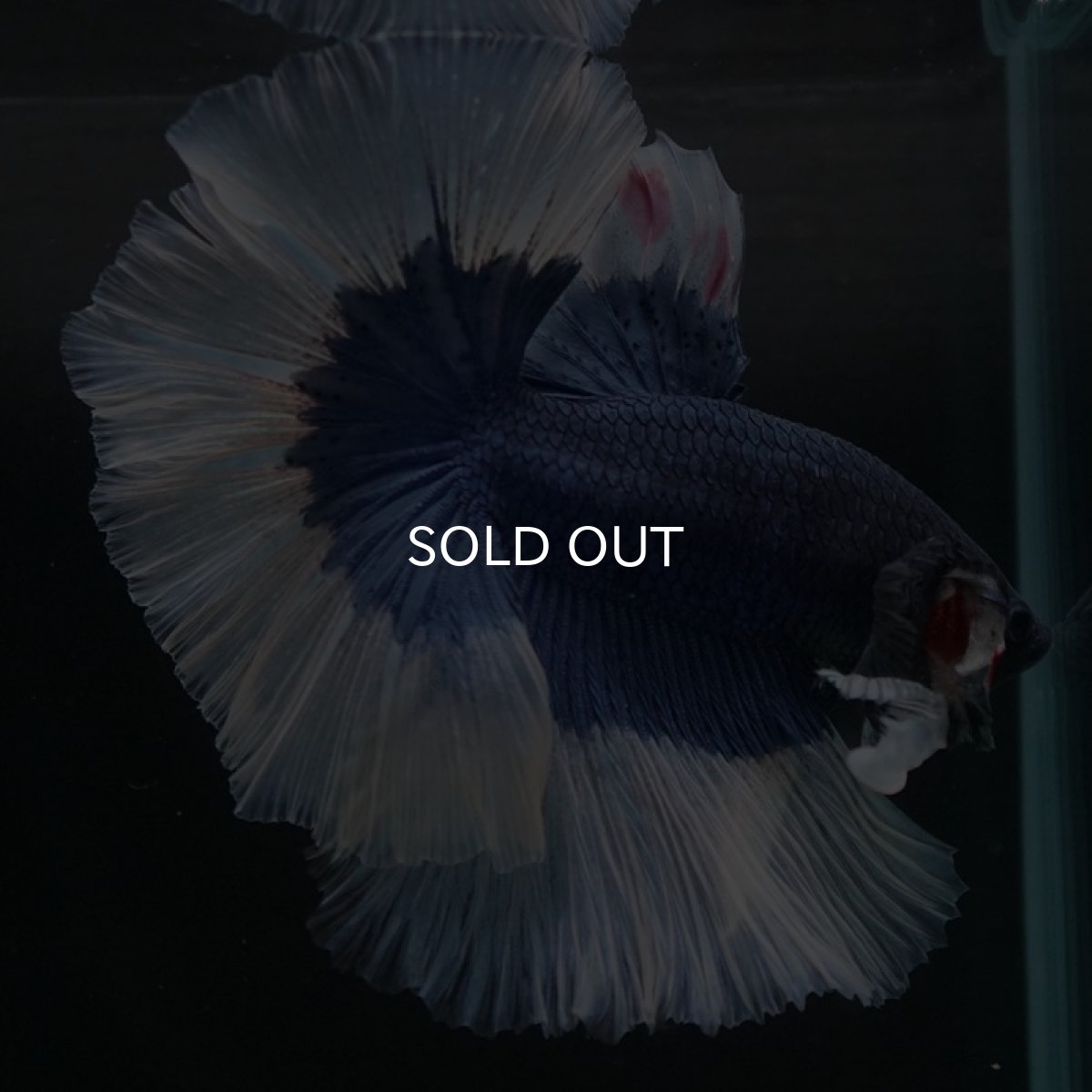 画像7: HM　ブルーバタフライ (7)