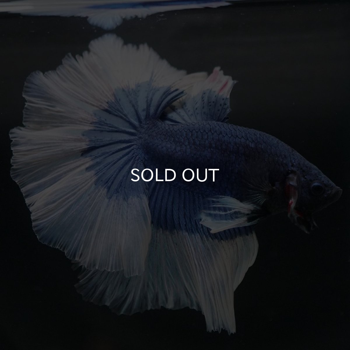 画像5: HM　ブルーバタフライ (5)