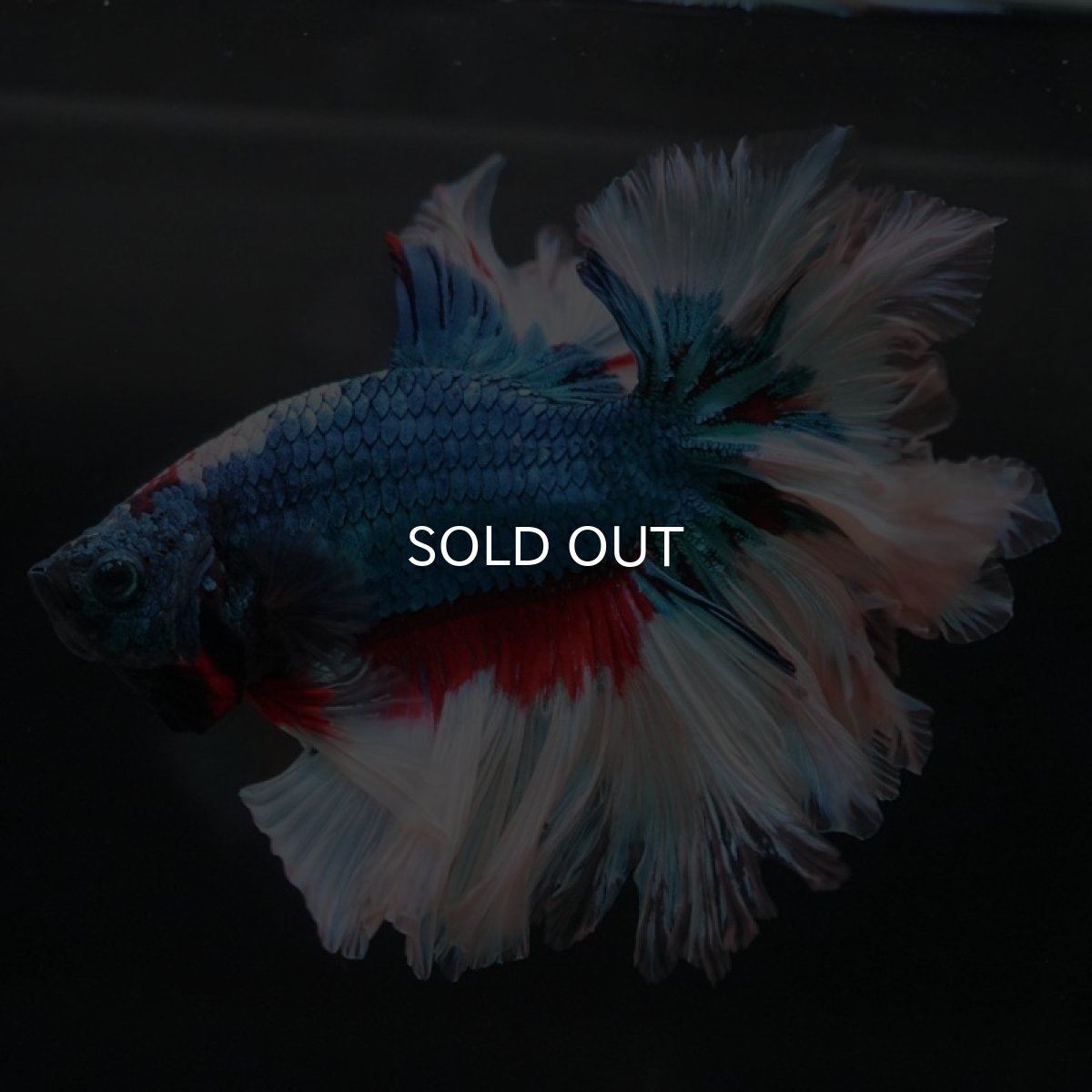 画像4: HM ブルーファンシー フェザーテール (4)