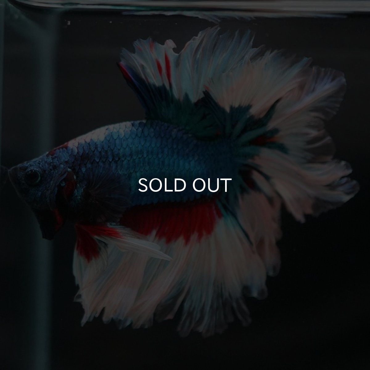 画像3: HM ブルーファンシー フェザーテール (3)