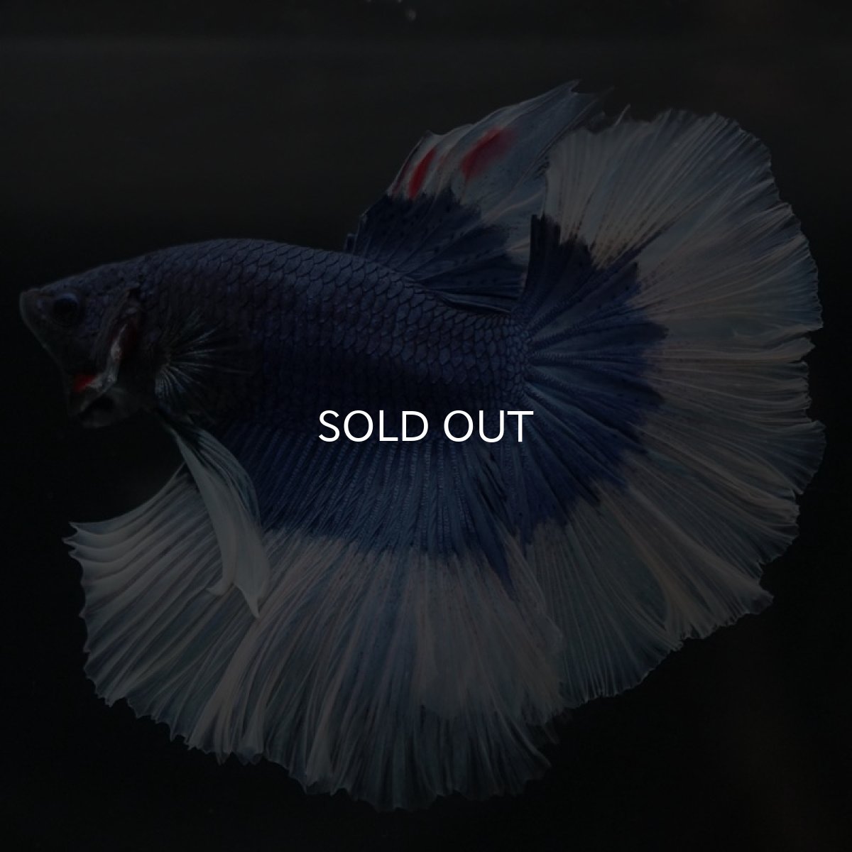 画像6: HM　ブルーバタフライ (6)