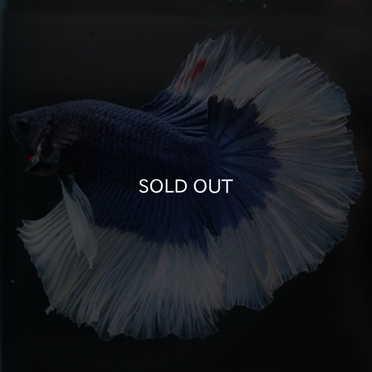 画像4: HM　ブルーバタフライ (4)