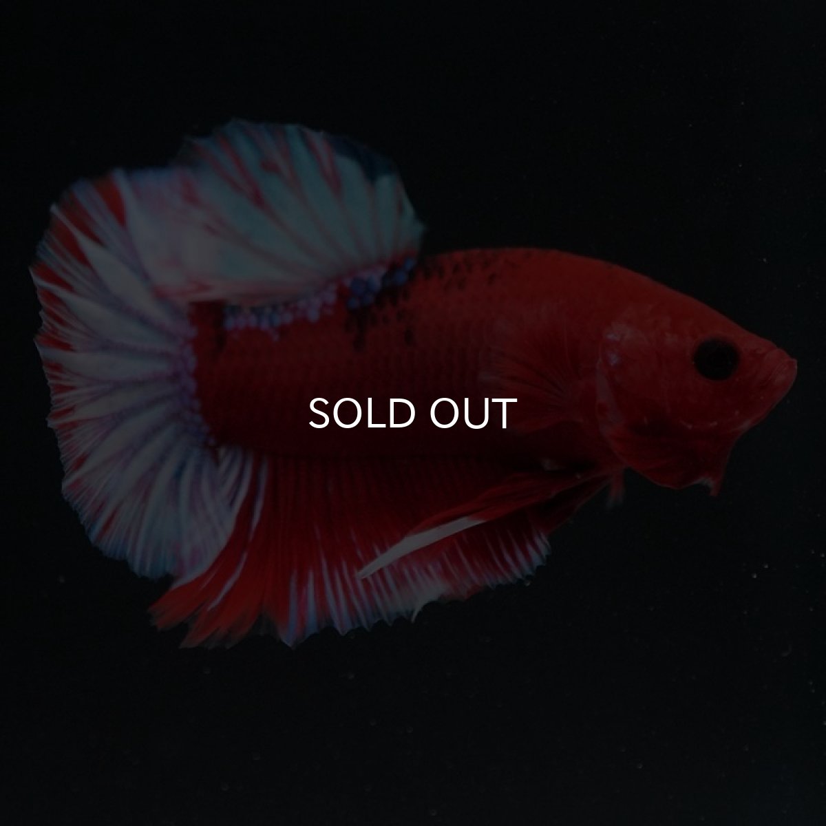 画像6: HMPK ヘルボーイ (6)