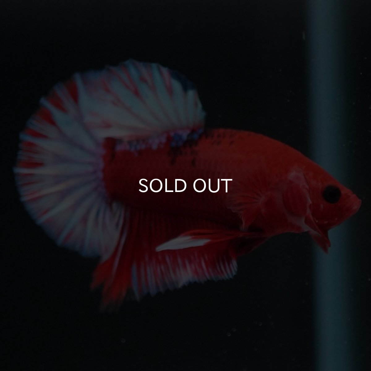 画像4: HMPK ヘルボーイ (4)