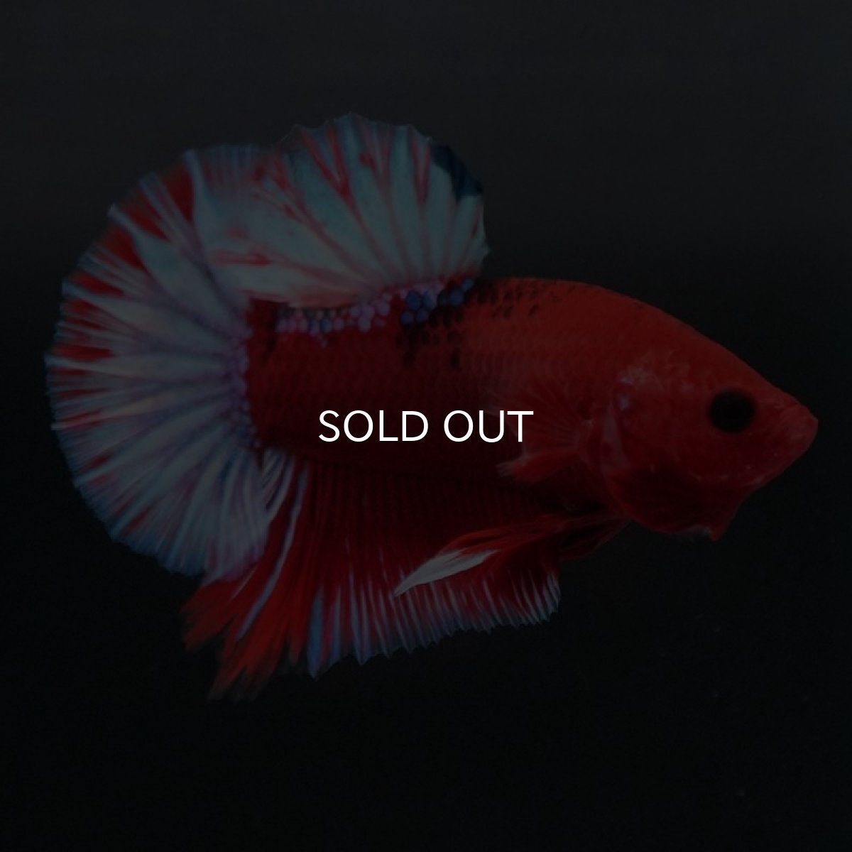 画像2: HMPK ヘルボーイ (2)