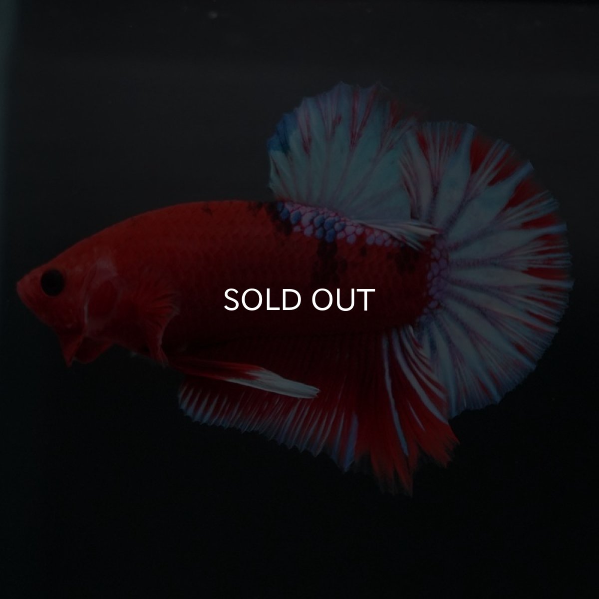 画像3: HMPK ヘルボーイ (3)