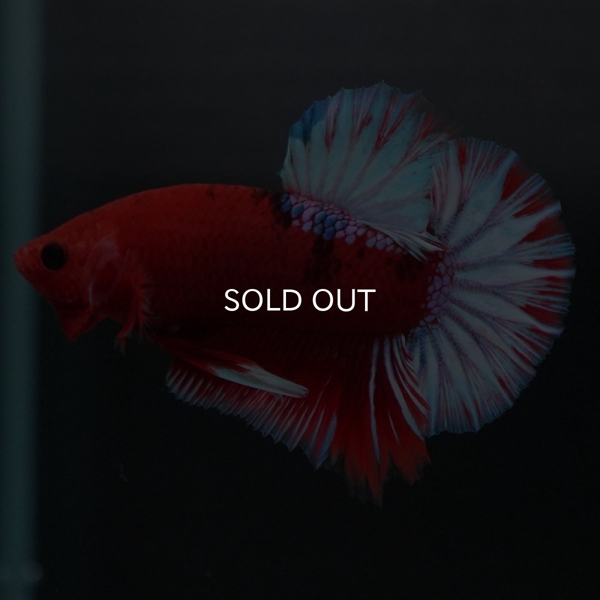 画像7: HMPK ヘルボーイ (7)