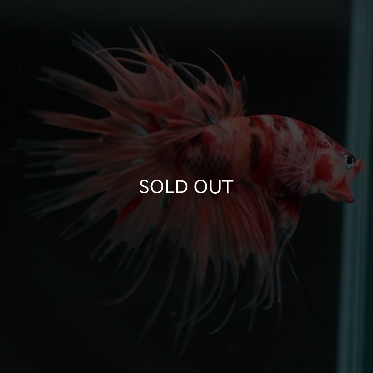 画像6: CT キャンディ (6)