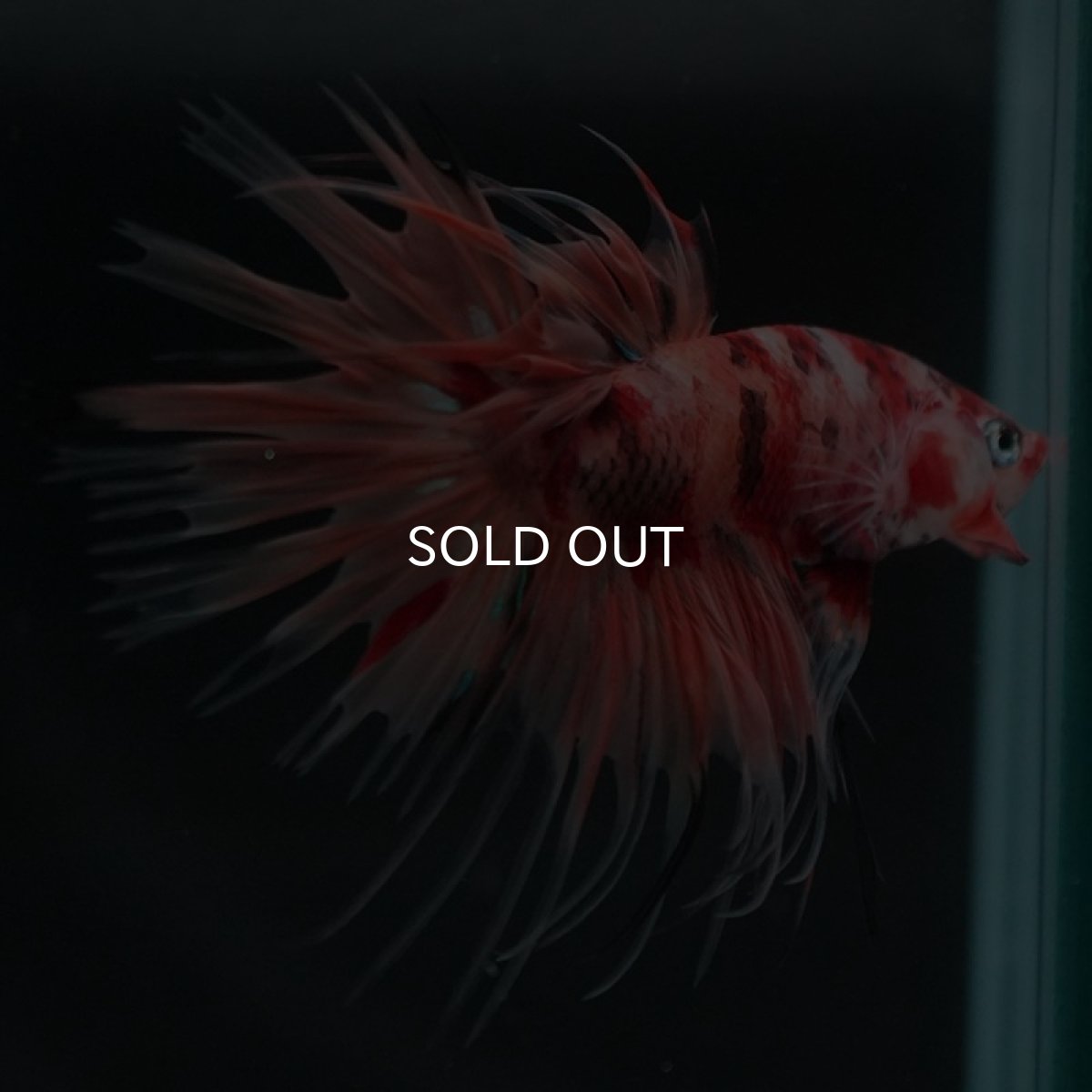 画像4: CT キャンディ (4)